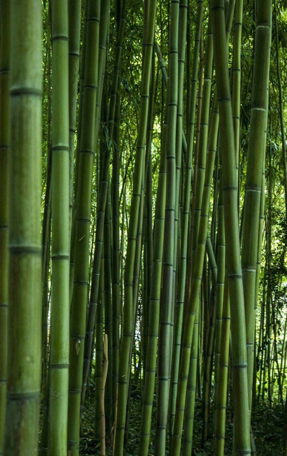 Download free Bamboo Plant Cluster