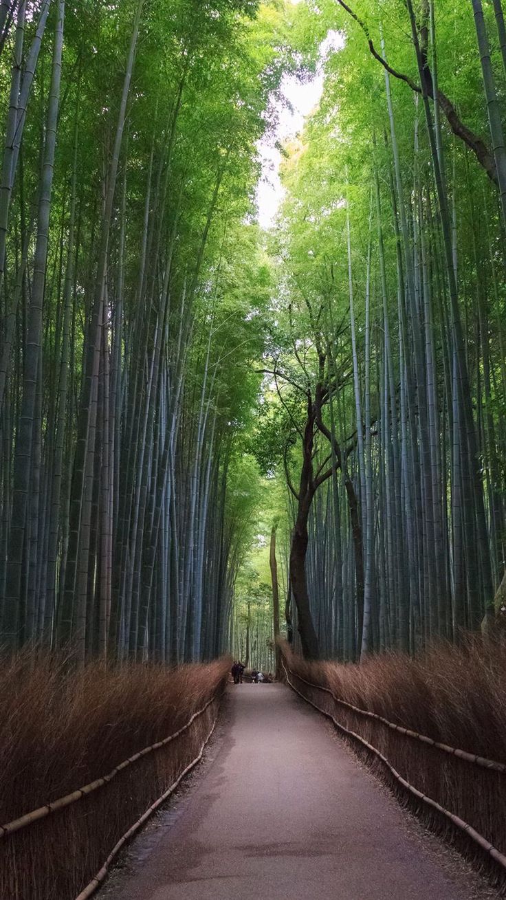 Sagano Bamboo Forest