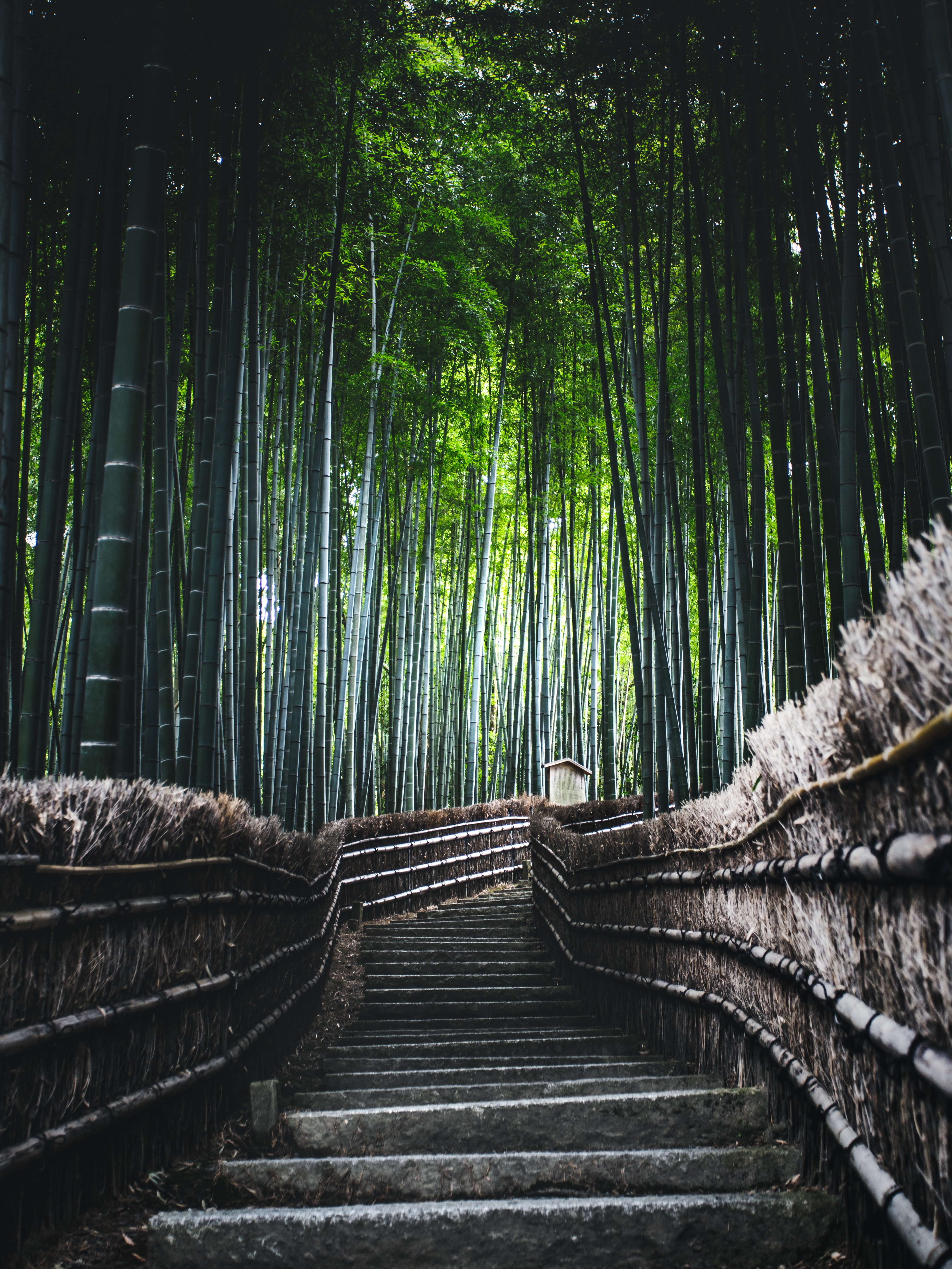 Download Bamboo wallpaper for mobile
