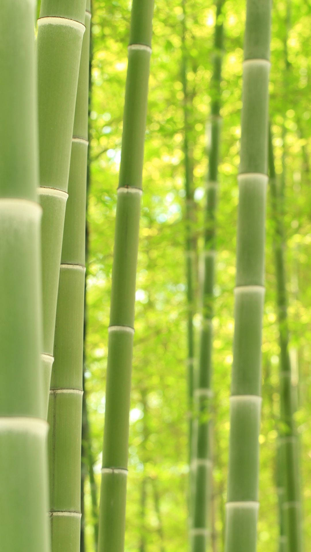 Download free Bamboo Forest iPhone
