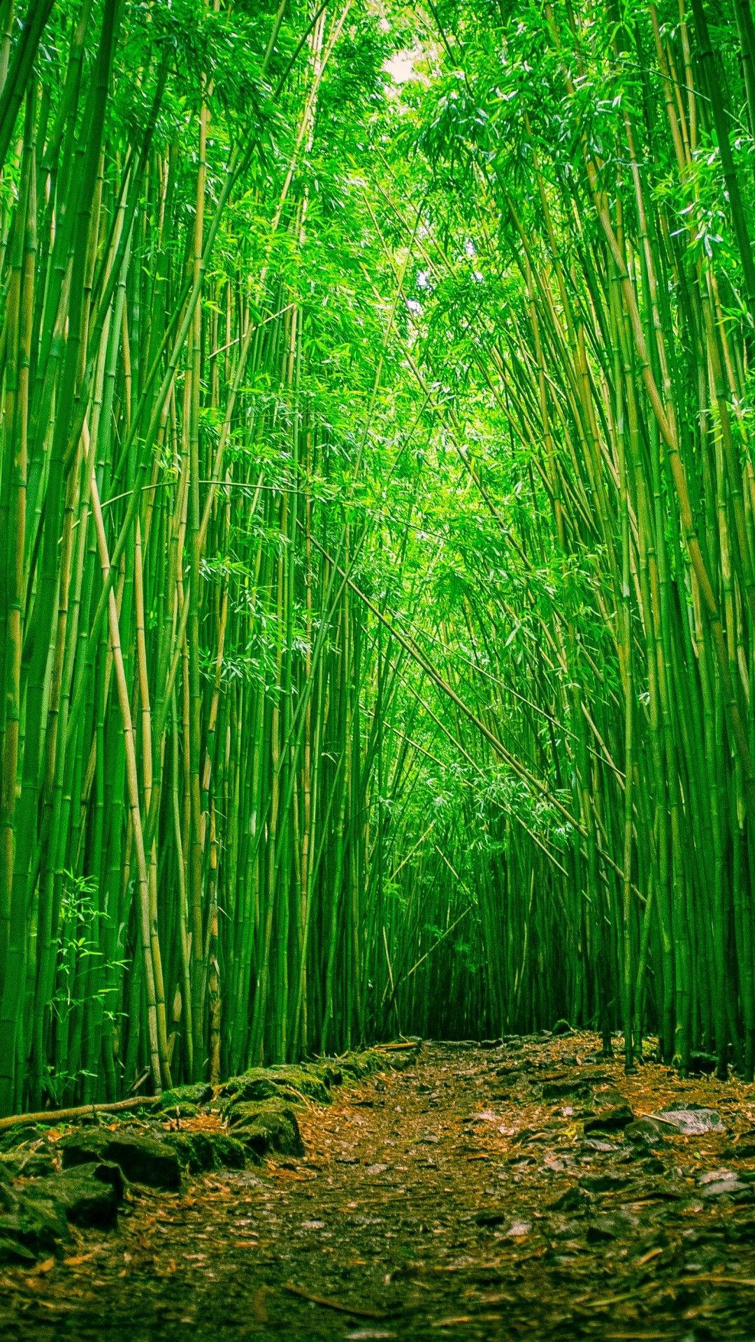 Download free Green Bamboo Plantation