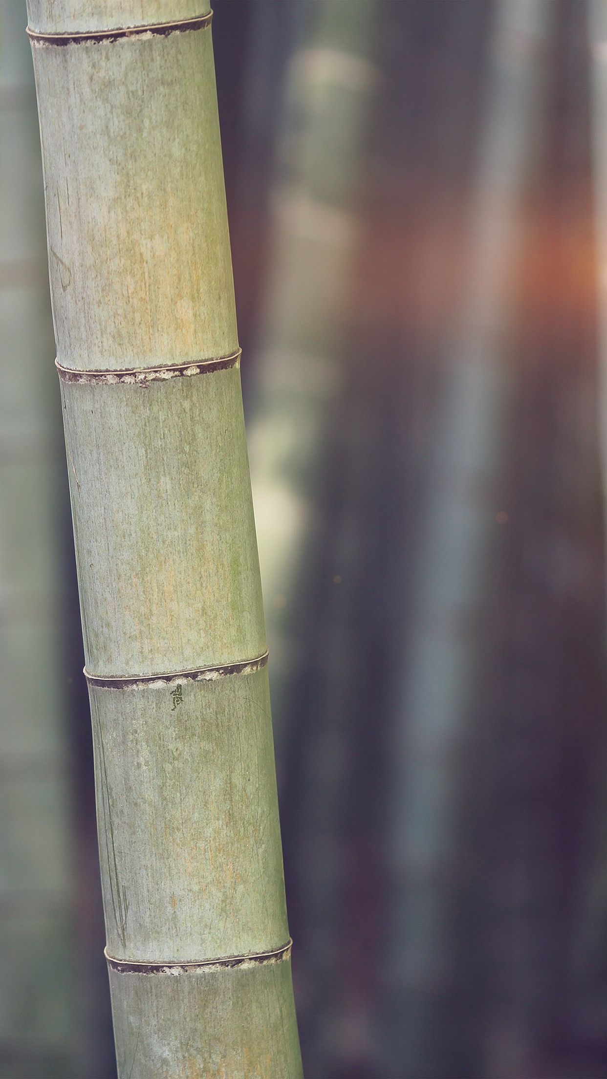wallpaper. bamboo nature tree blue