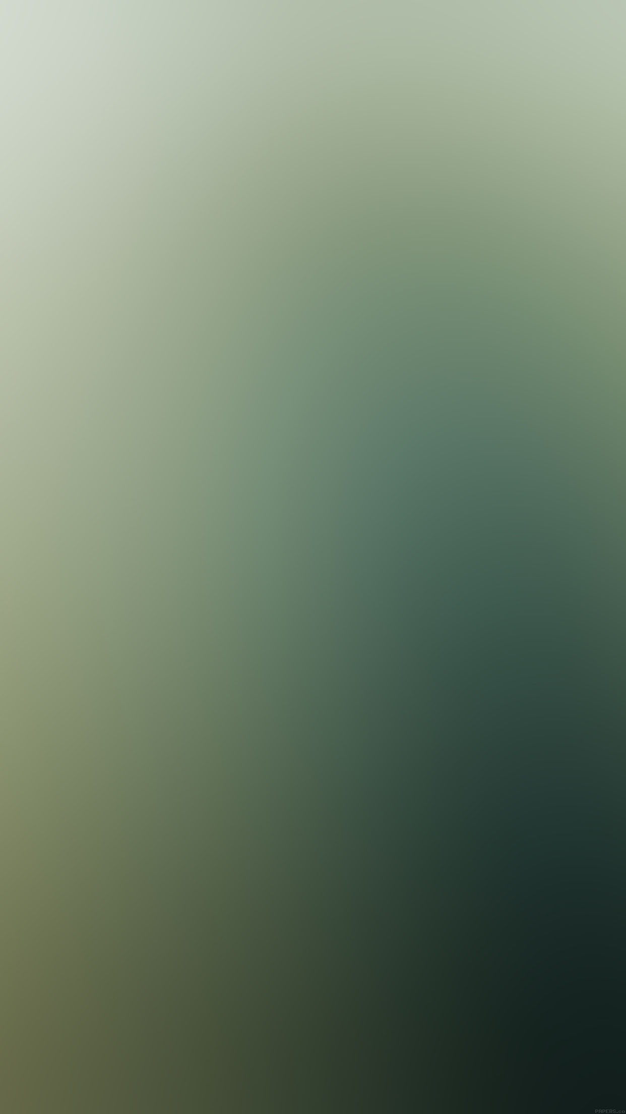 Bamboo World Blur