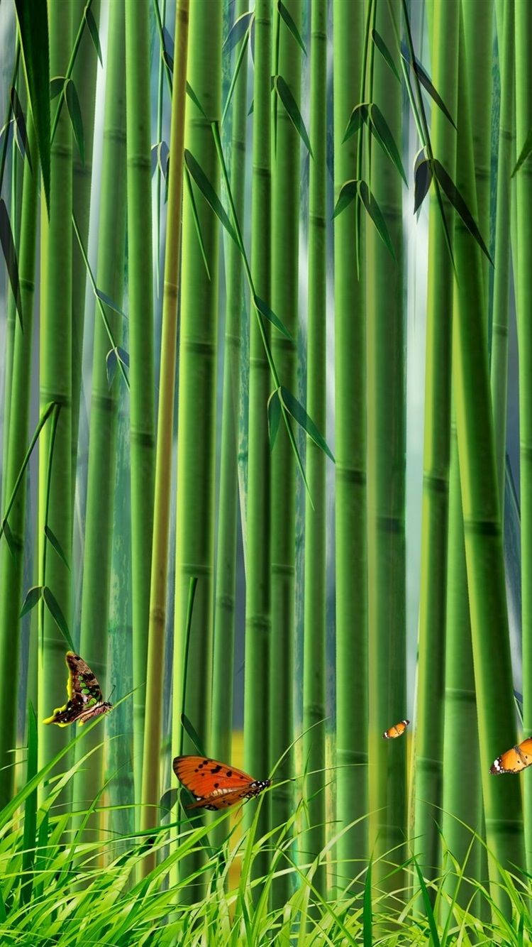 Download Butterfly Bamboo Forest iPhone