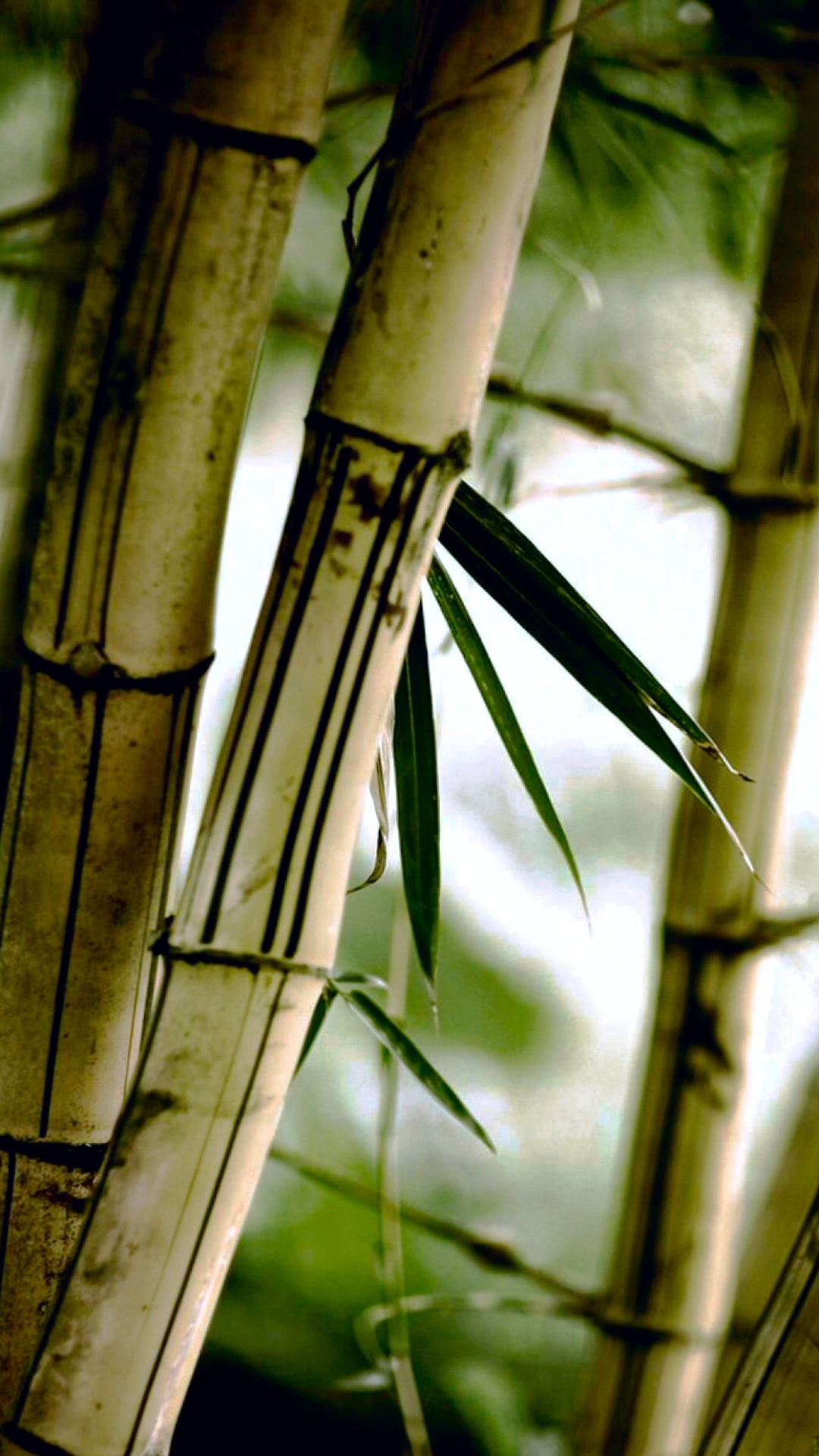 Bamboo iPhone Wallpaper