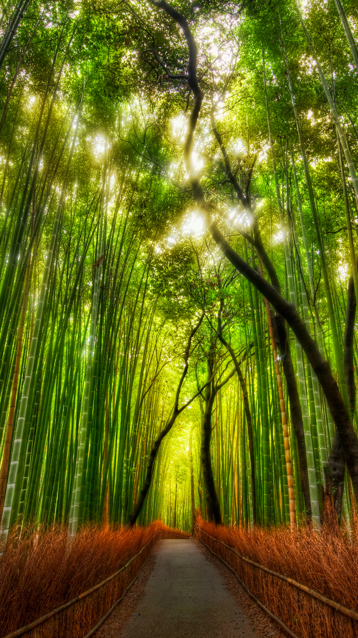 Bamboo trees Wallpaper for iPhone 11
