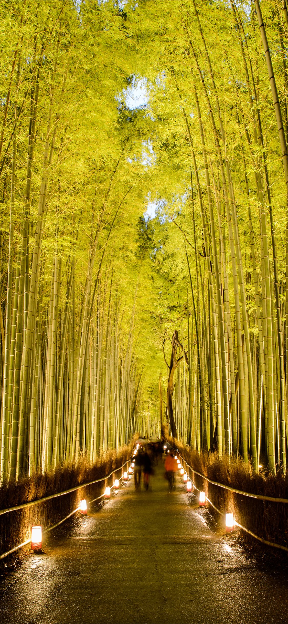 Sagano Bamboo Forest iPhone Wallpaper