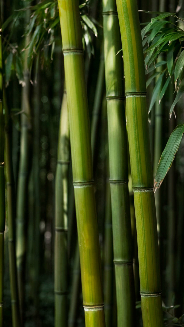 Download wallpaper 750x1334 green trees