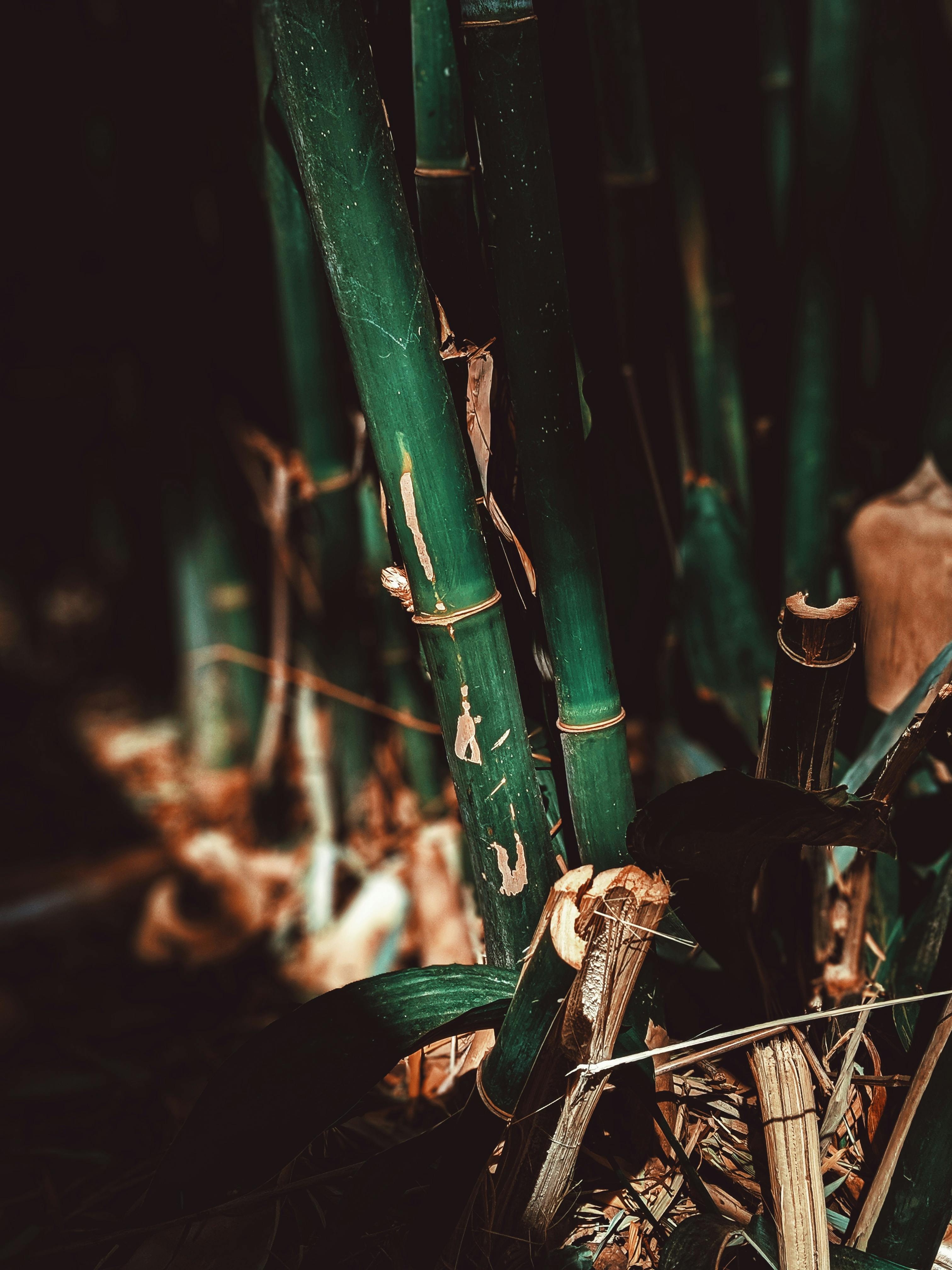 Bamboo Photo, Download The BEST Free