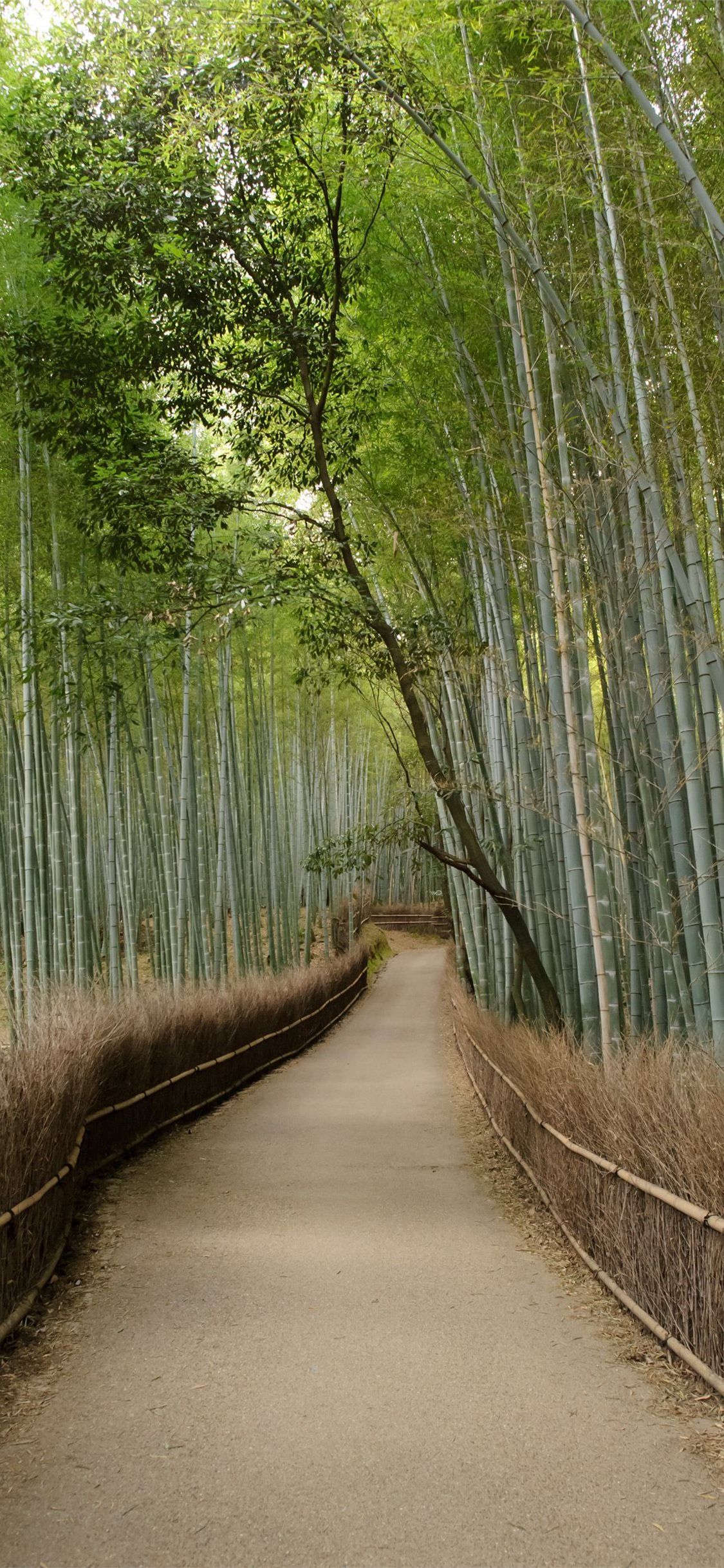 Sagano Bamboo Forest iPhone 11 Wallpaper