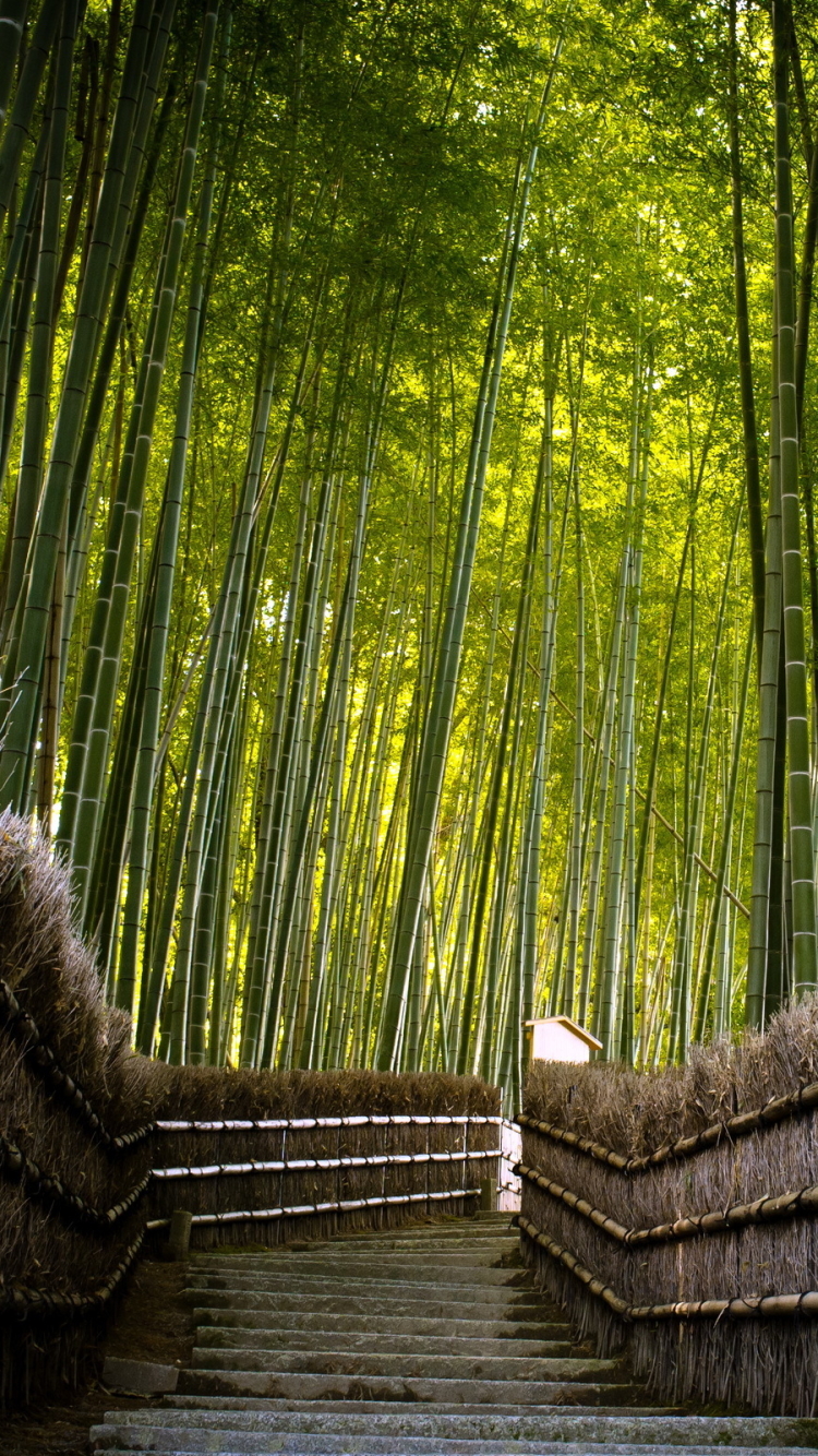 Download Nature Bamboo Phone Wallpaper