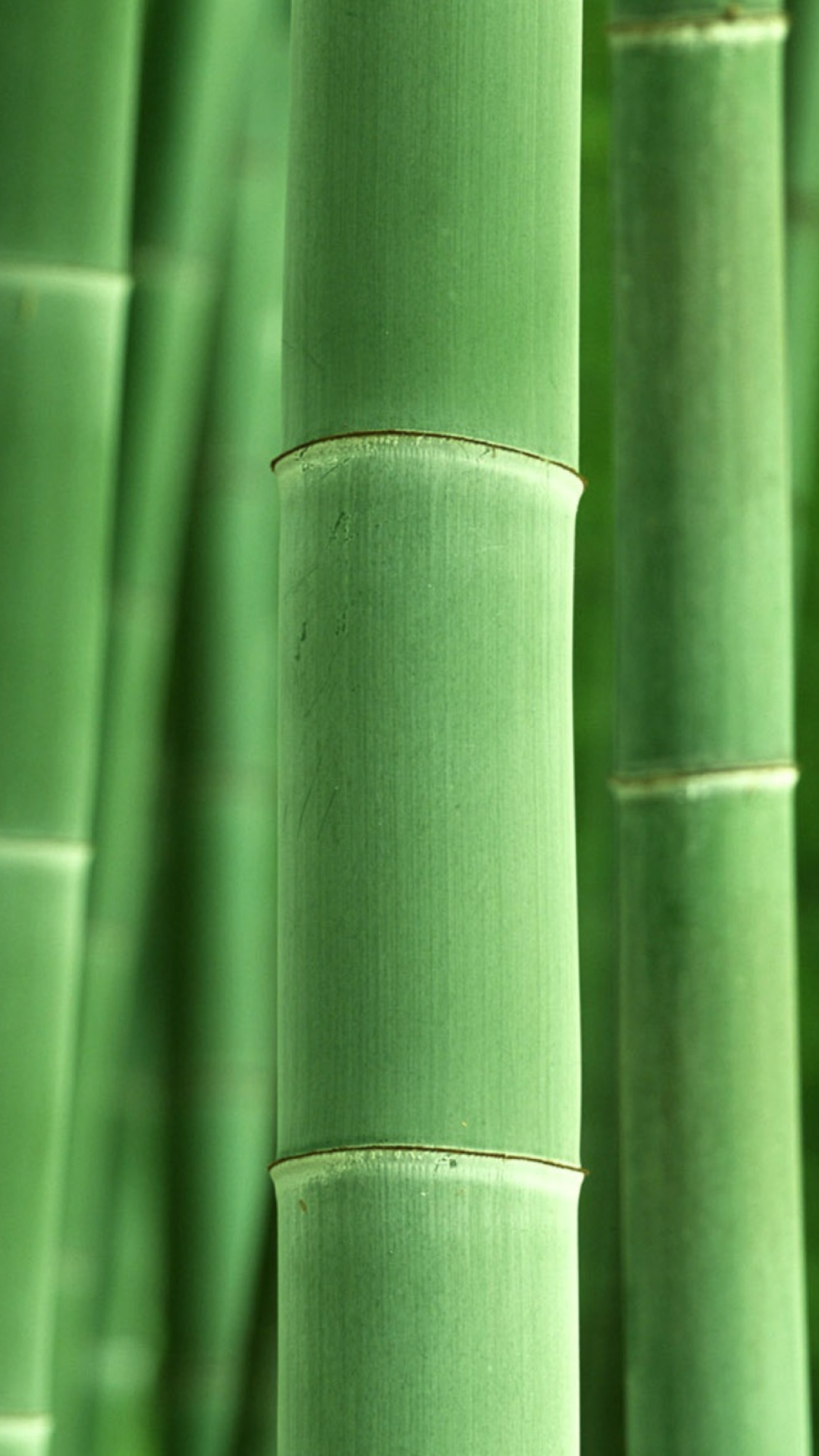 Green Bamboo Wallpaper for iPhone 6 Plus