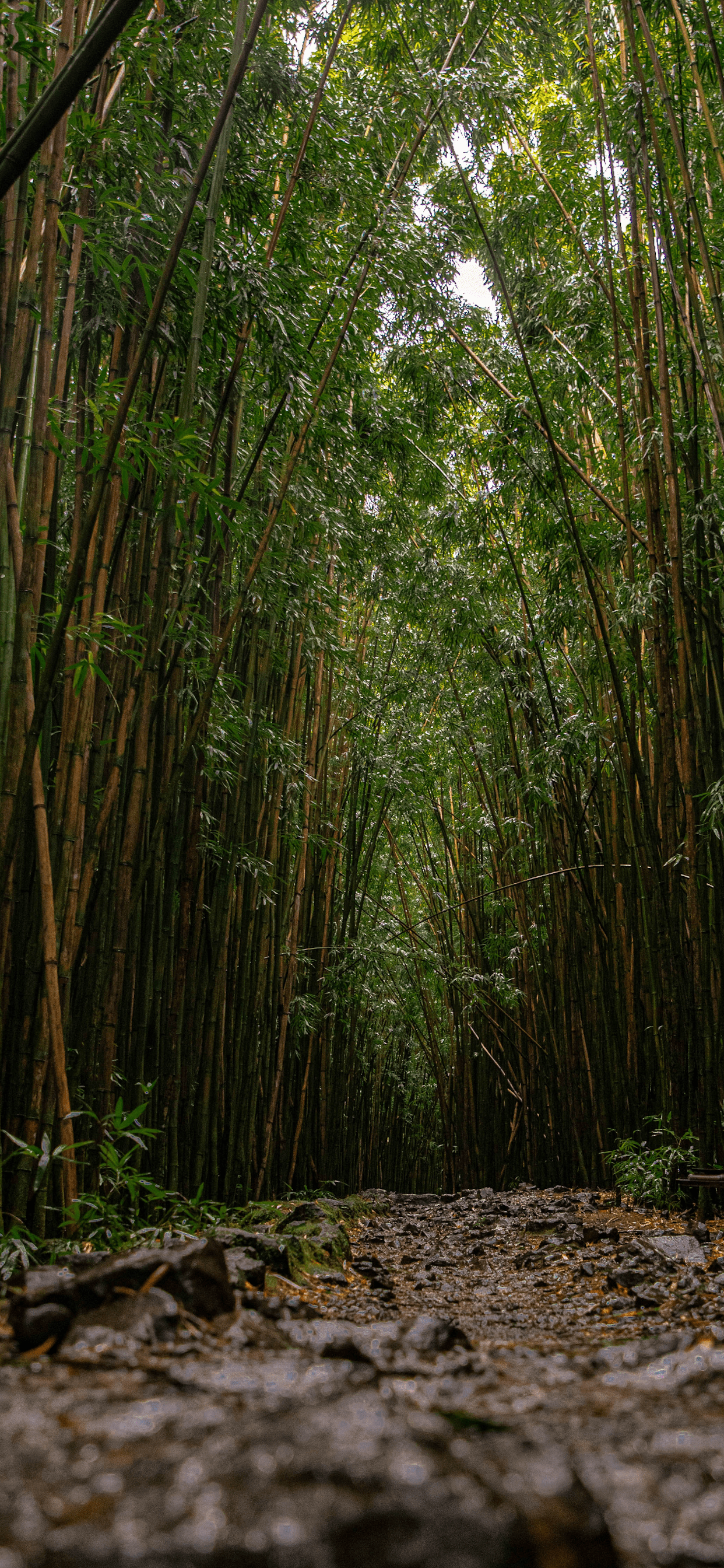 Bamboo forest Wallpaper for iPhone 11