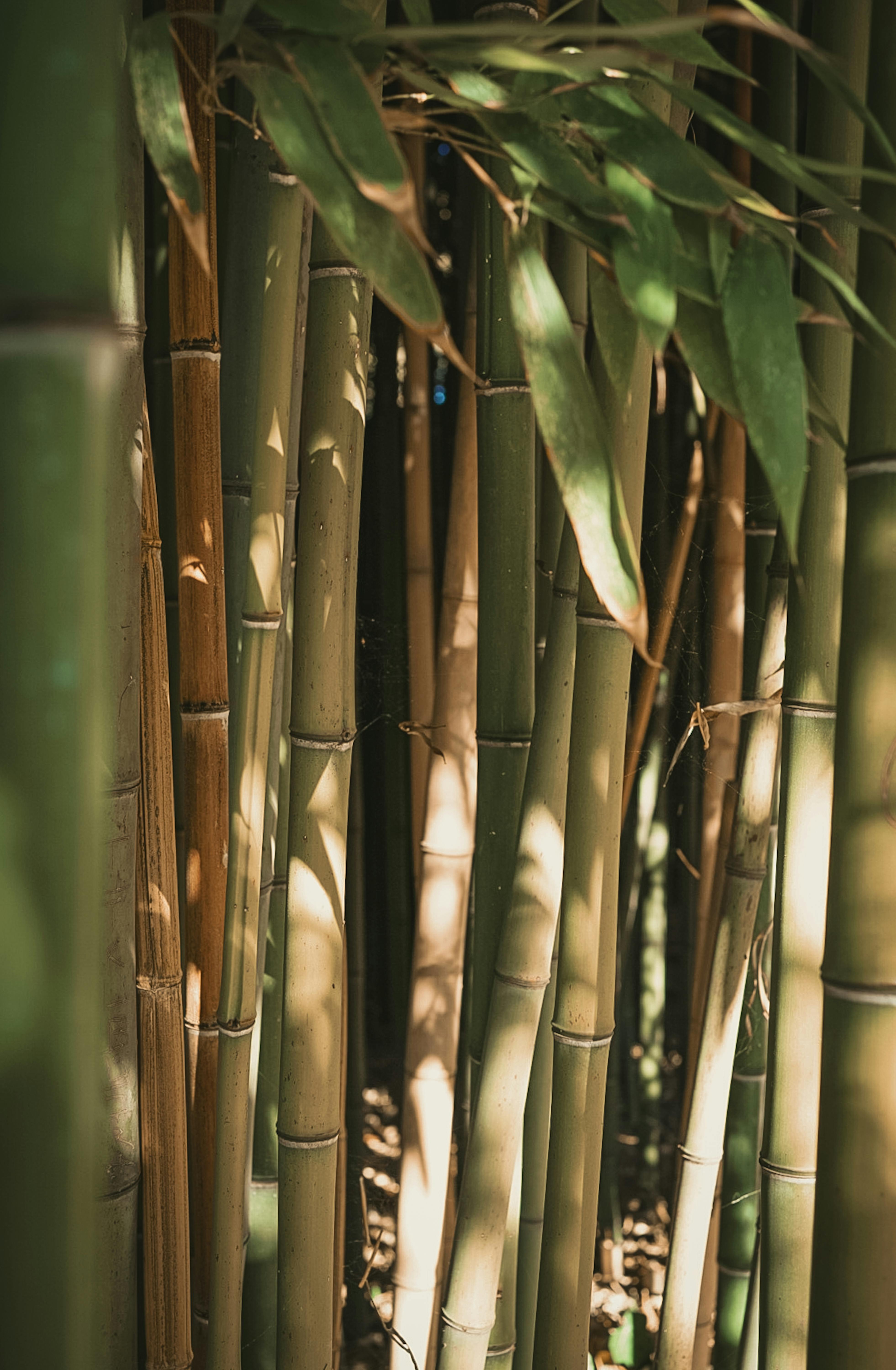 Close Up Of Bamboo · Free