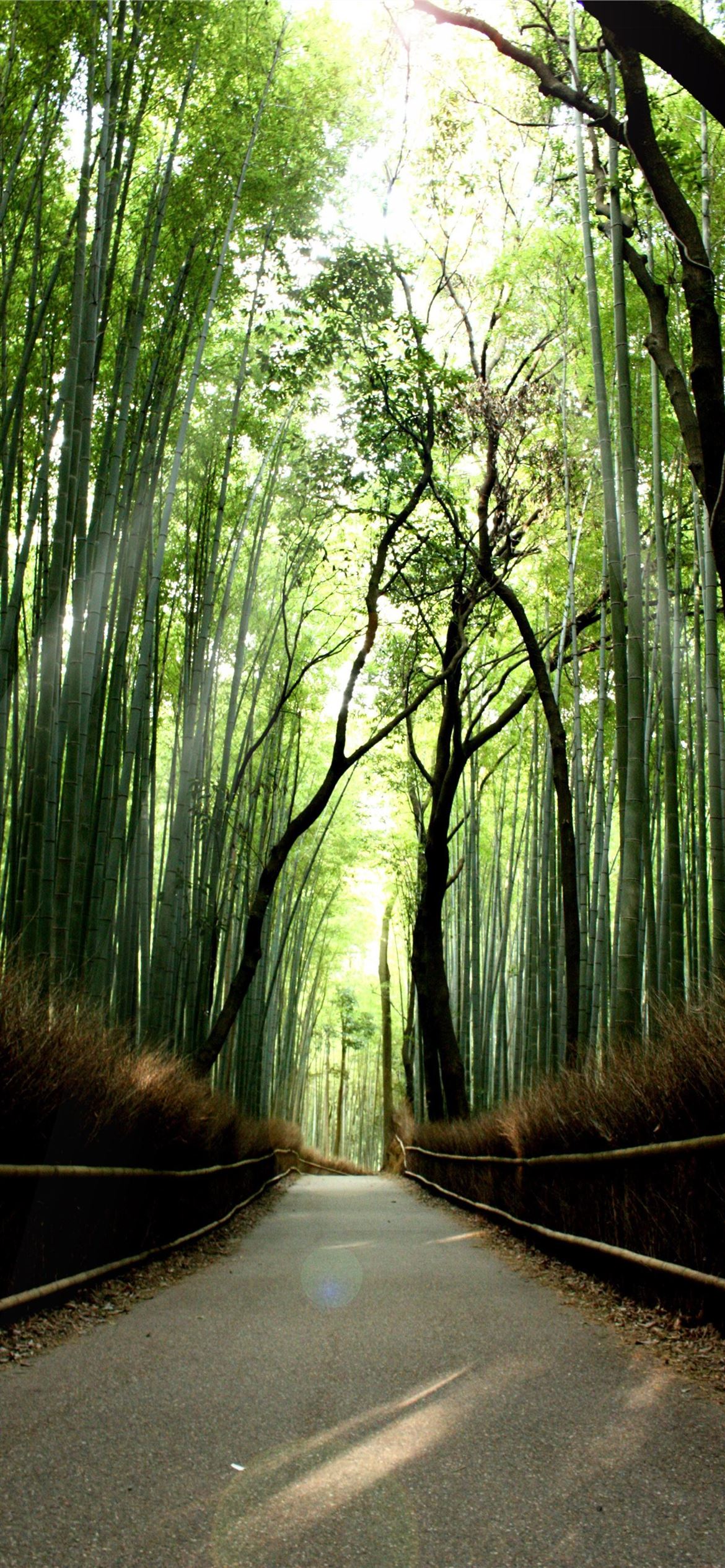 sagano bamboo forest iPhone Wallpaper