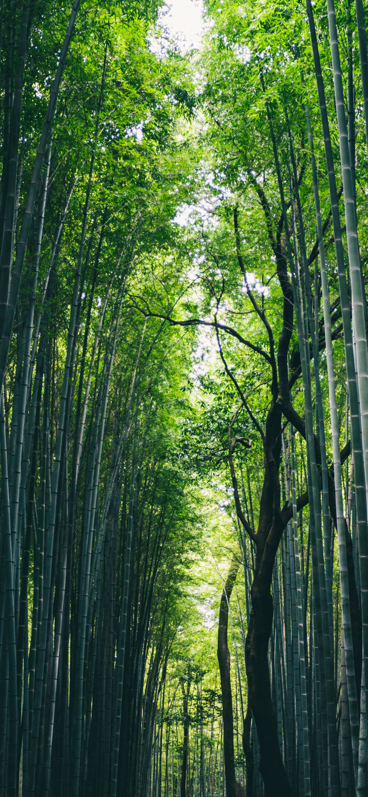 Bamboo Wallpaper for iPhone 11, Pro Max