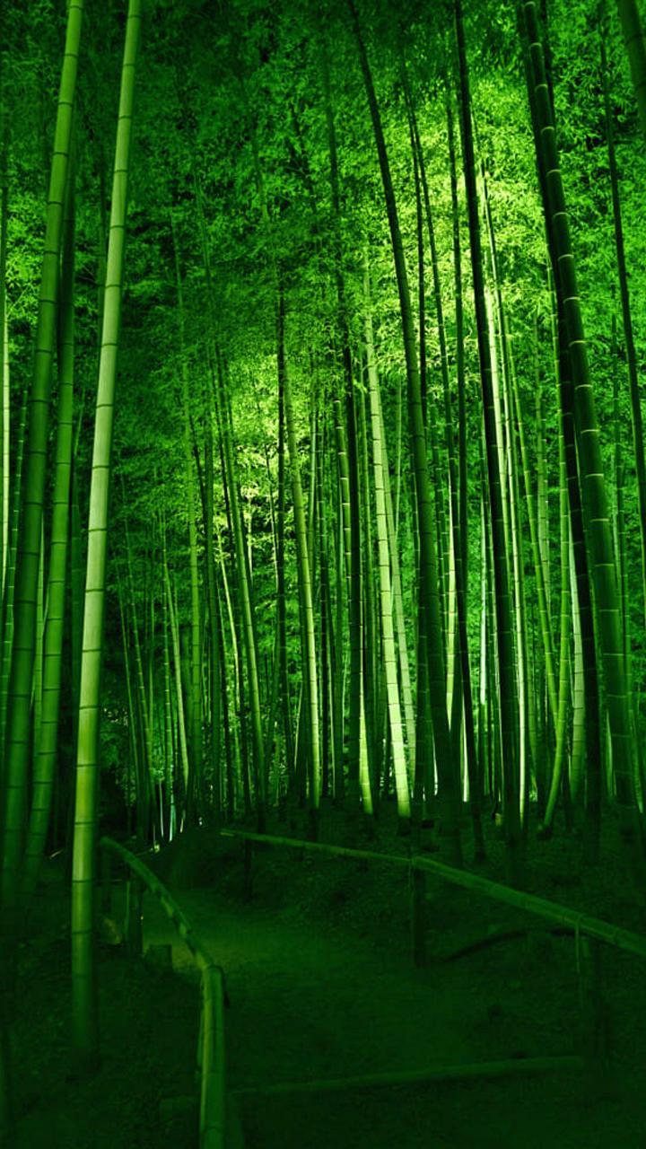 Bamboo Forest Wallpaper APK Download