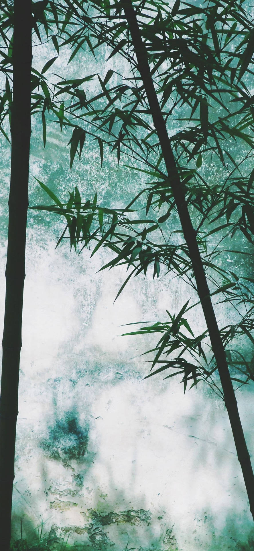 Bamboo iPhone Wallpaper