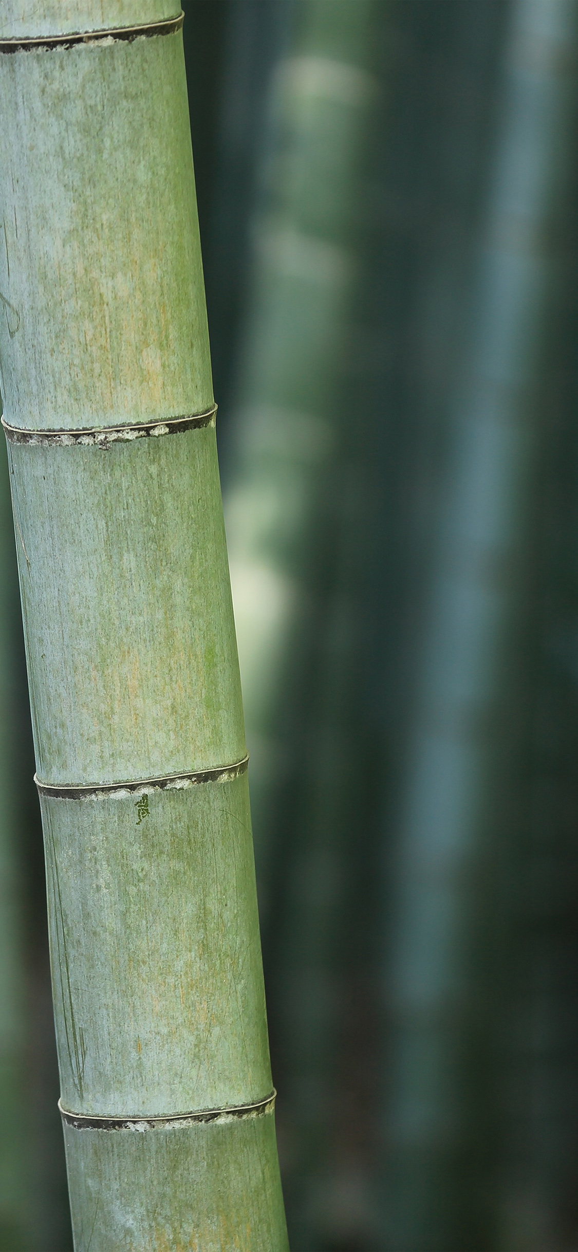 Bamboo Nature Tree Green
