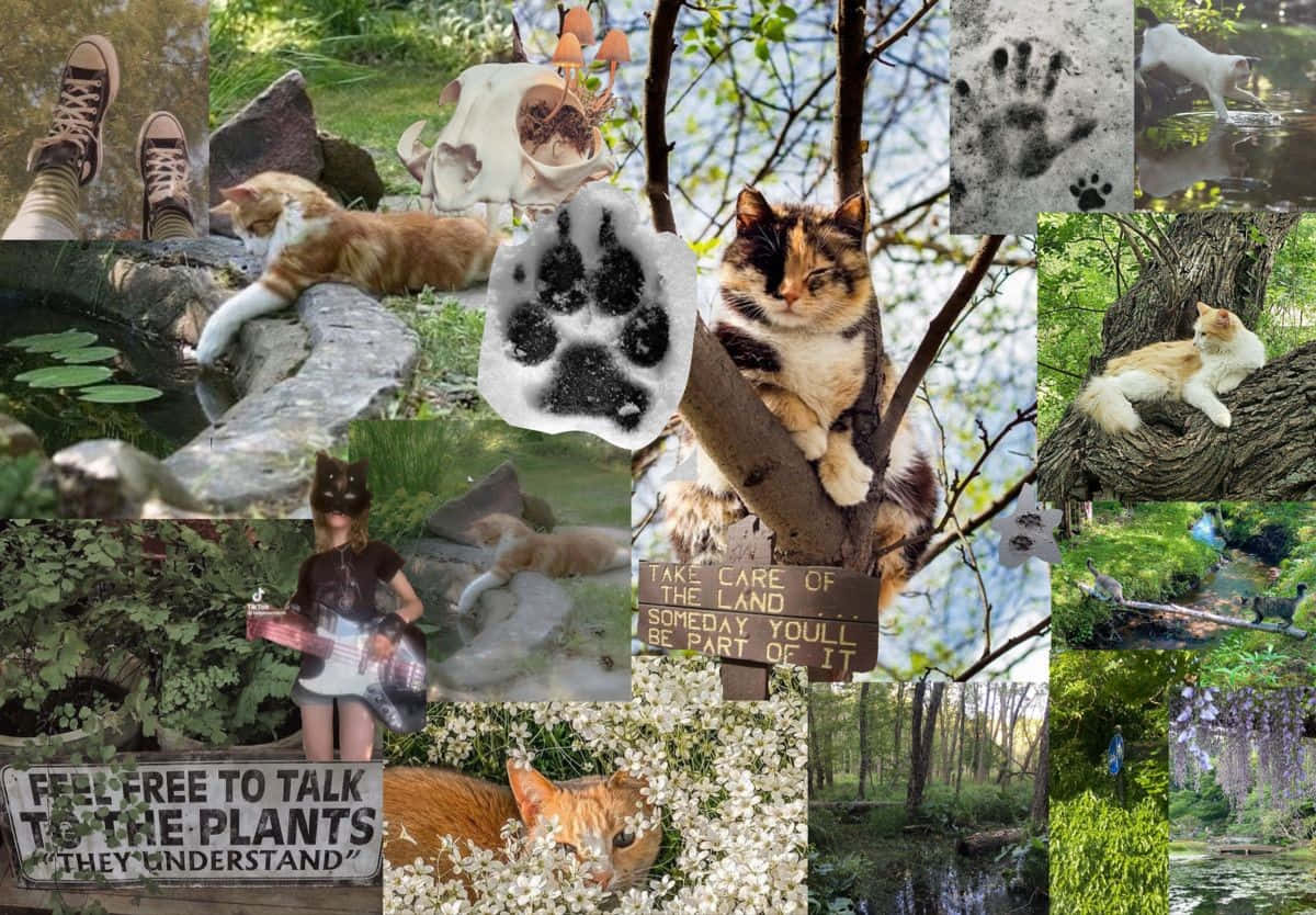Download Therian Collage Nature