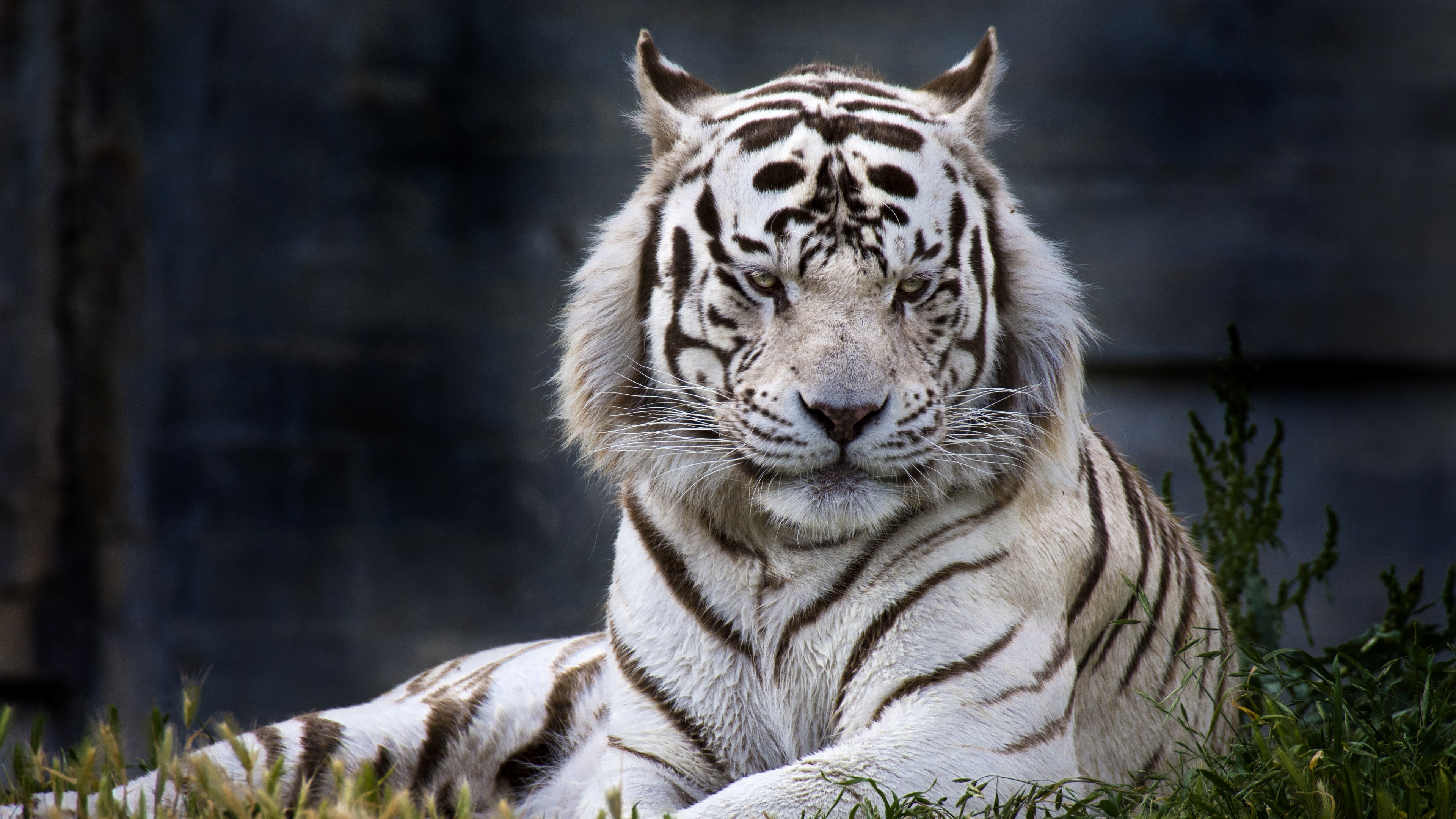 The white tiger from Madrid Zoo 3840x2160
