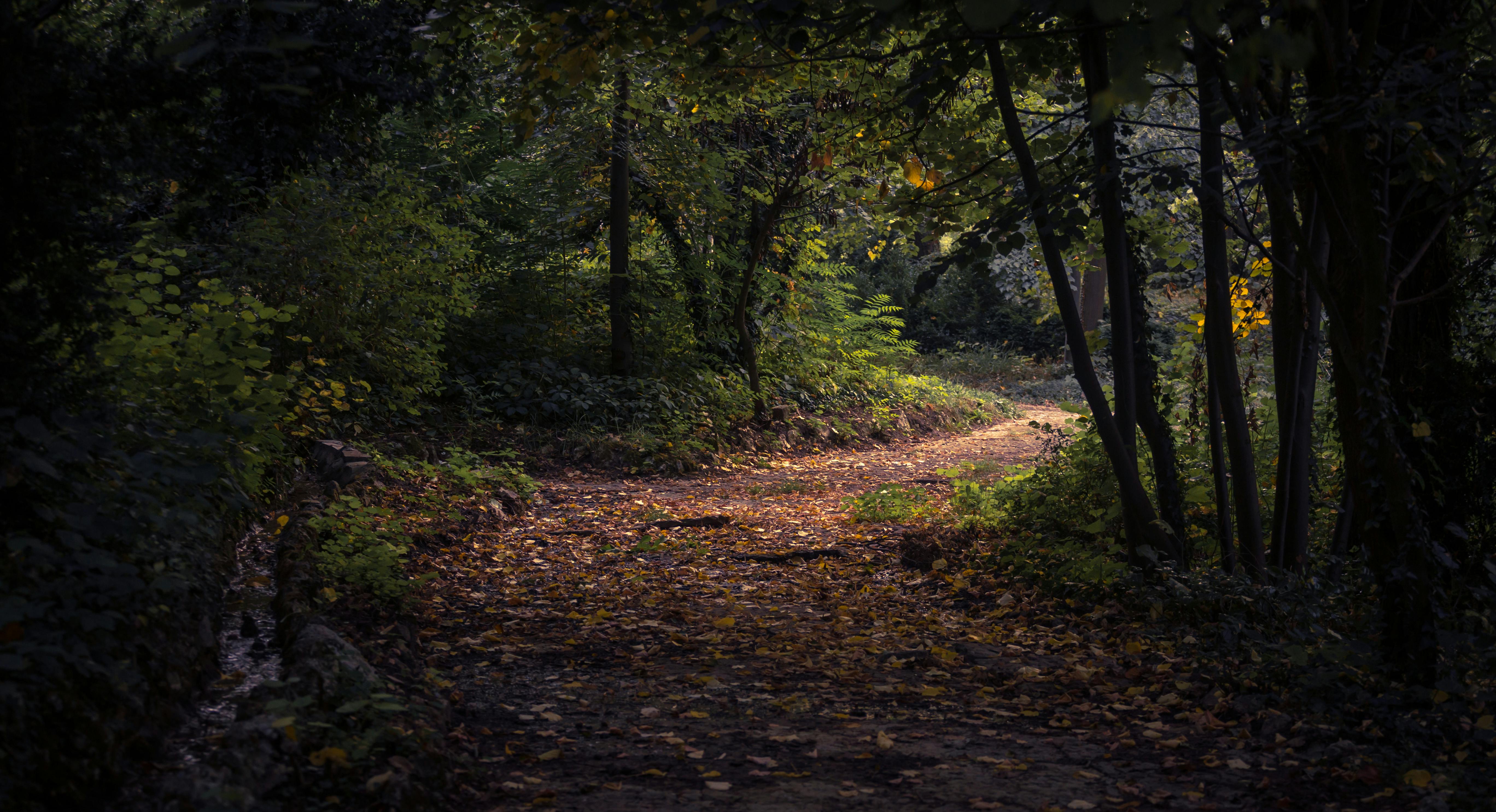 Forest Path Photo, Download The BEST