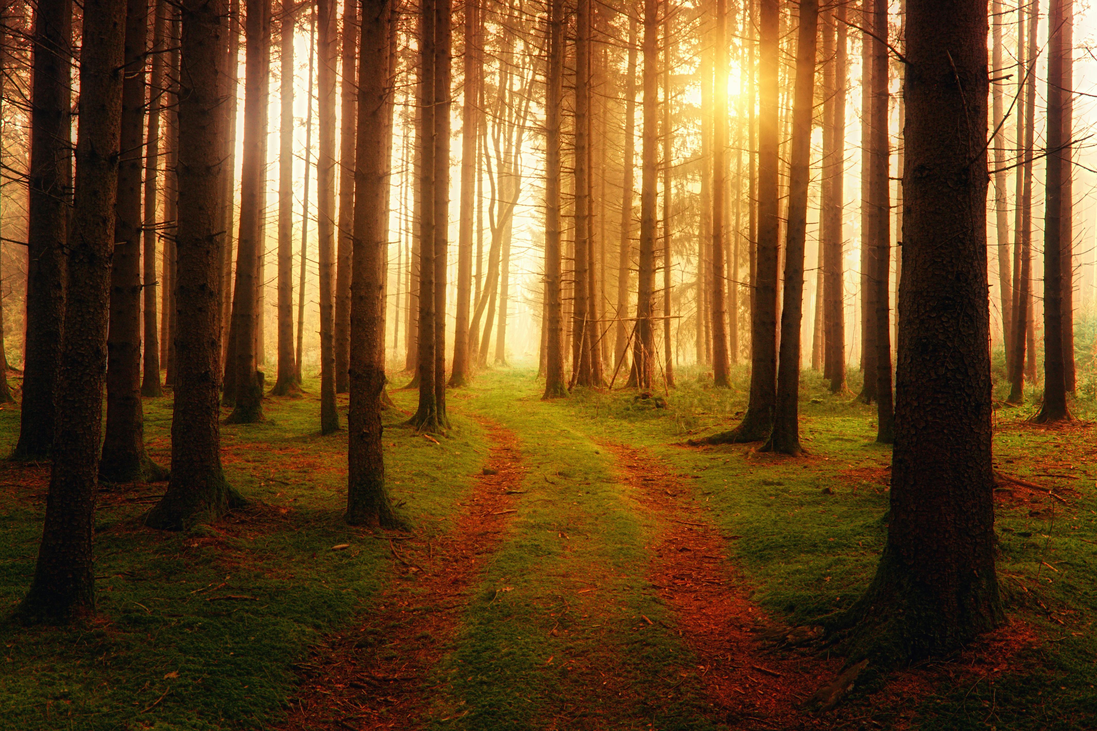 Forest Path Photo, Download The BEST