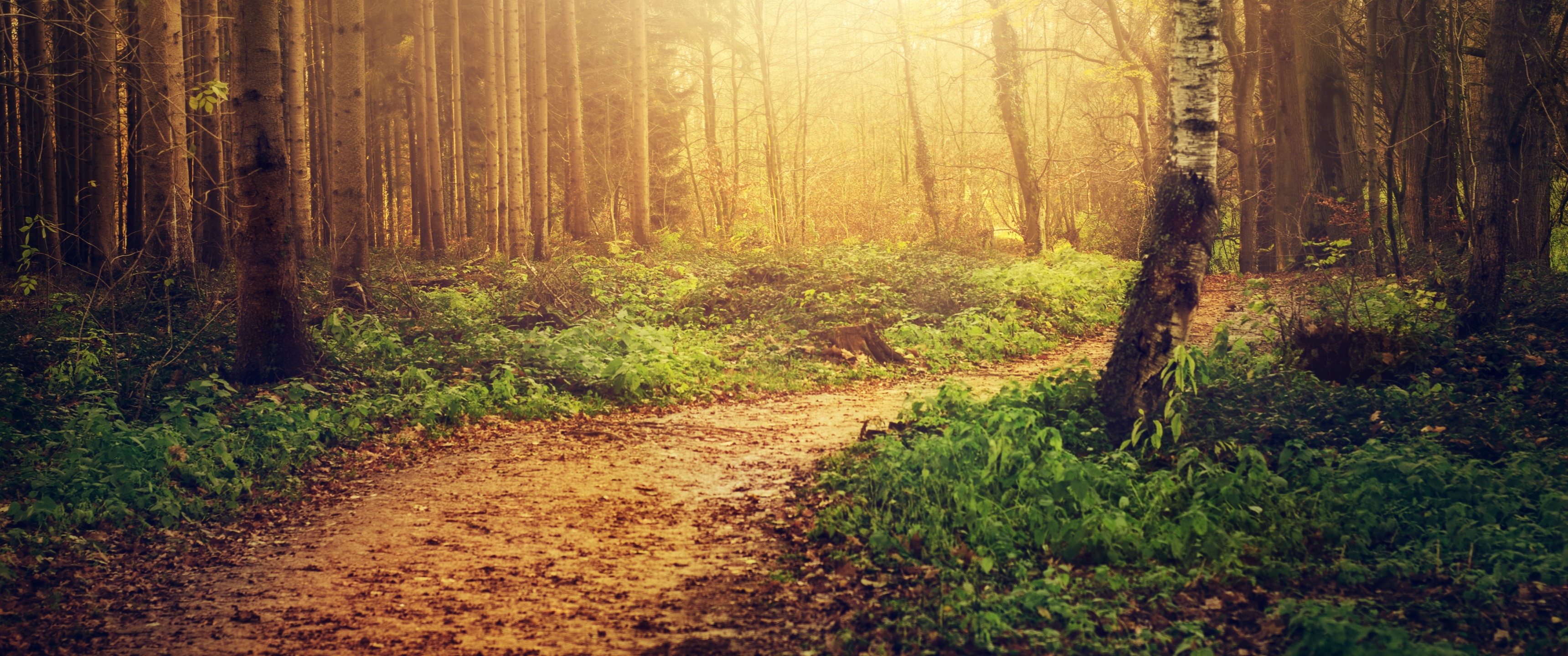 Forest path Wallpaper 4K, Sunlight