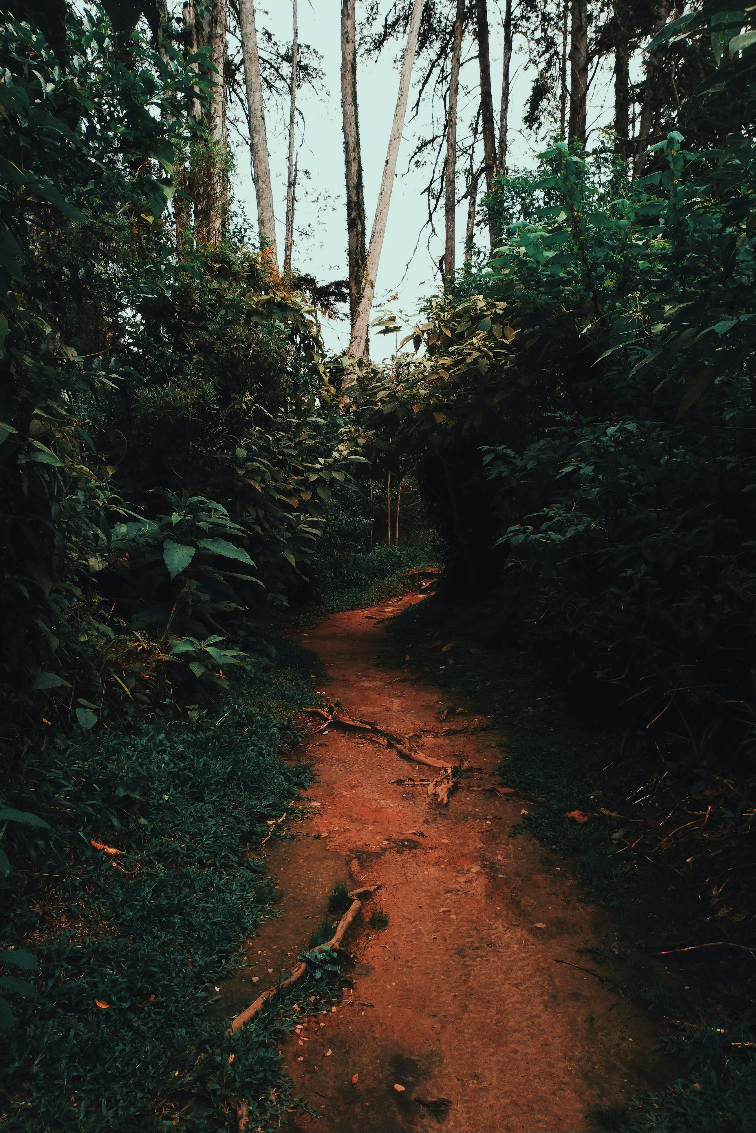 Forest Path Photo, Download The BEST