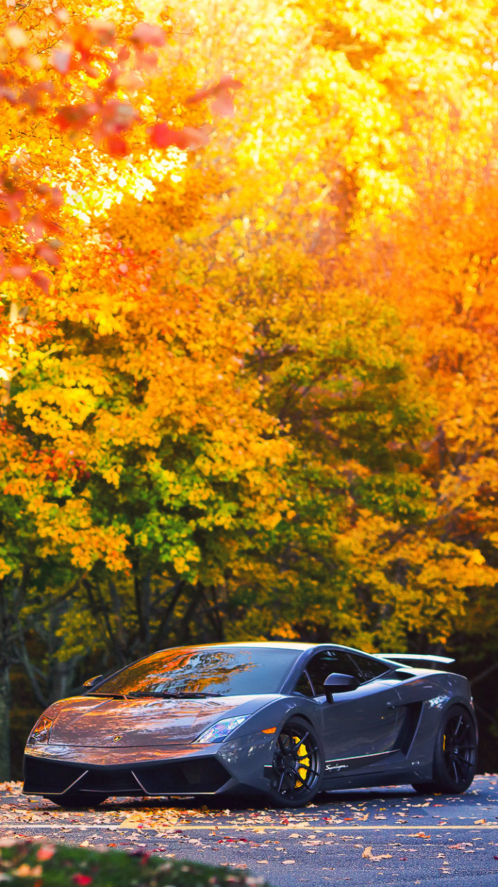 Download Fall Vehicle Lamborghini