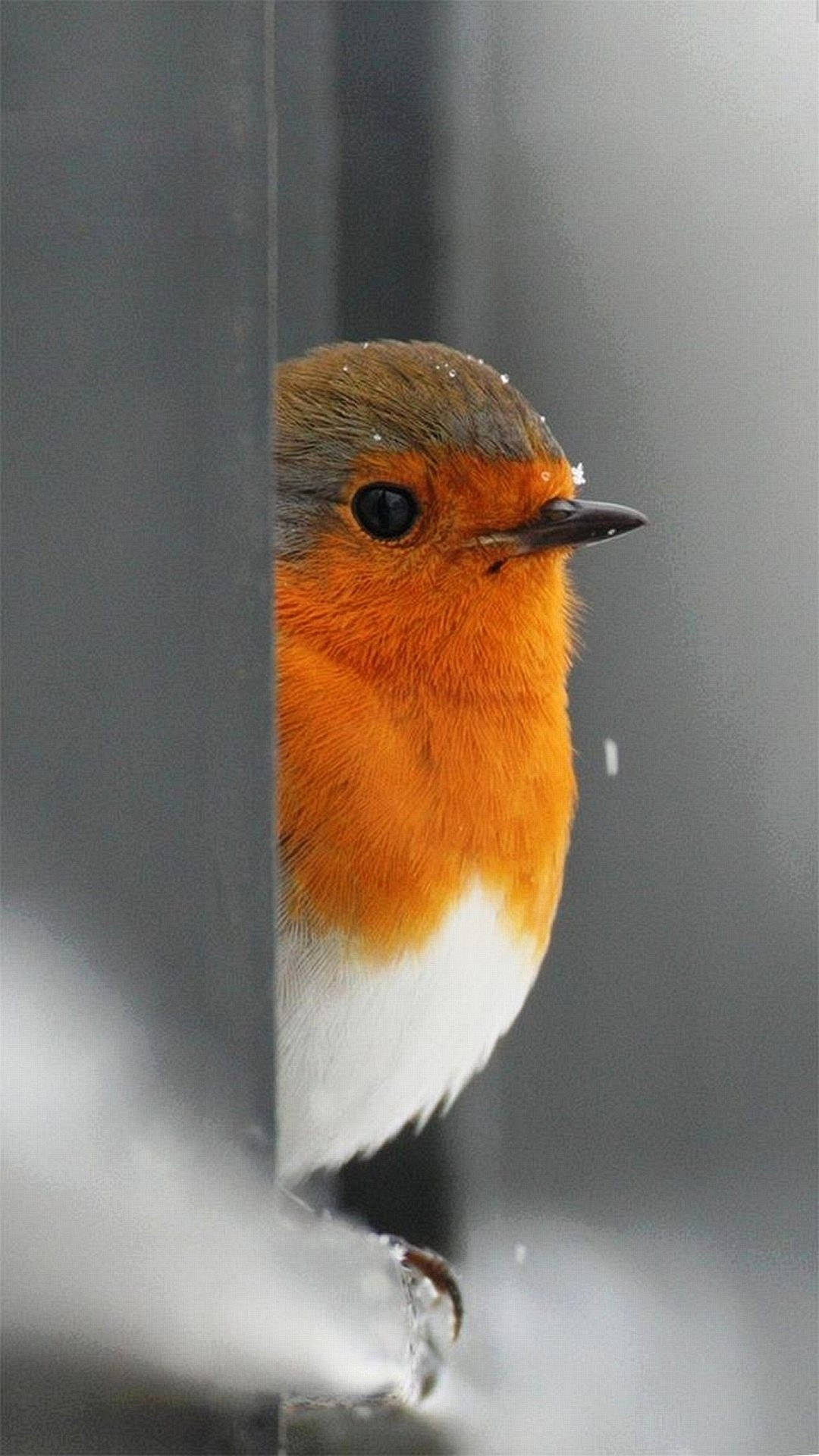 Download free Cute European Robin Top
