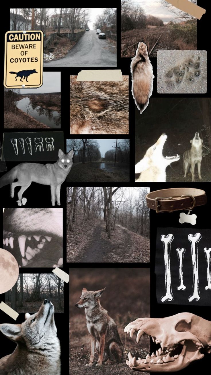 coyote therian wallpaper