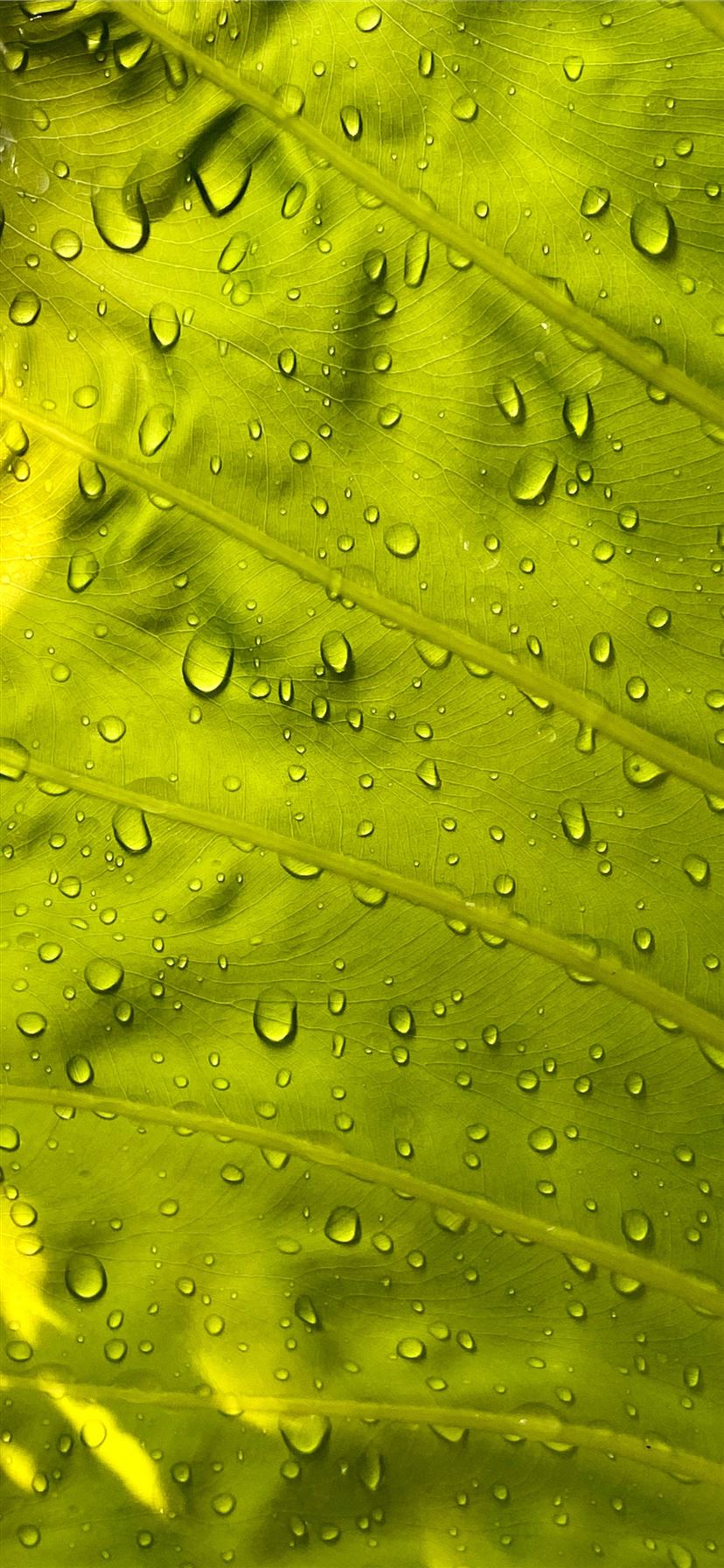 water drops on green leaf iPhone X