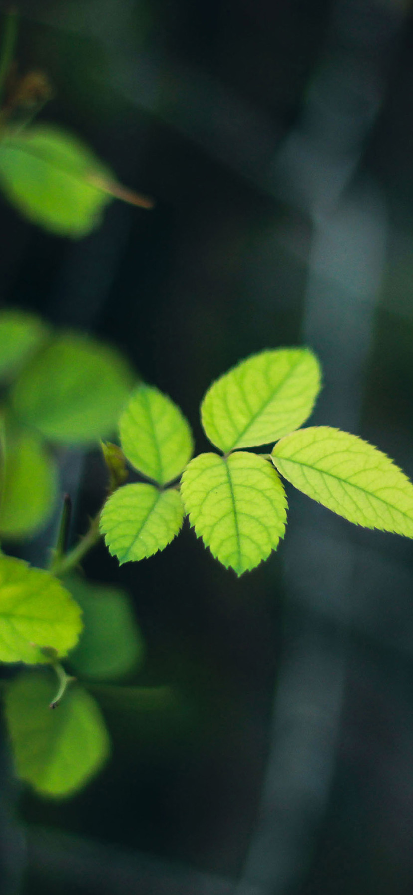 iPhone XR wallpaper Download Free