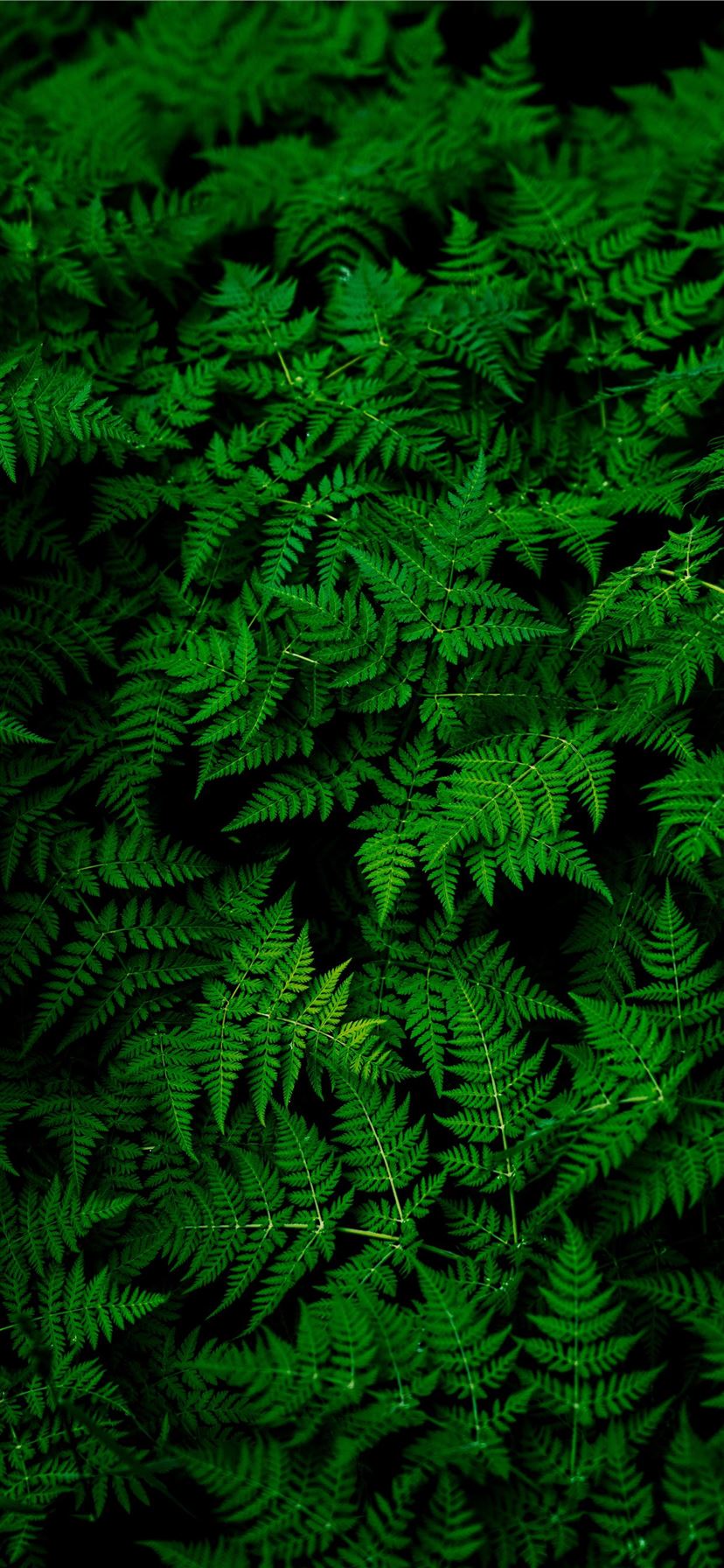 green fern plant iPhone X Wallpaper