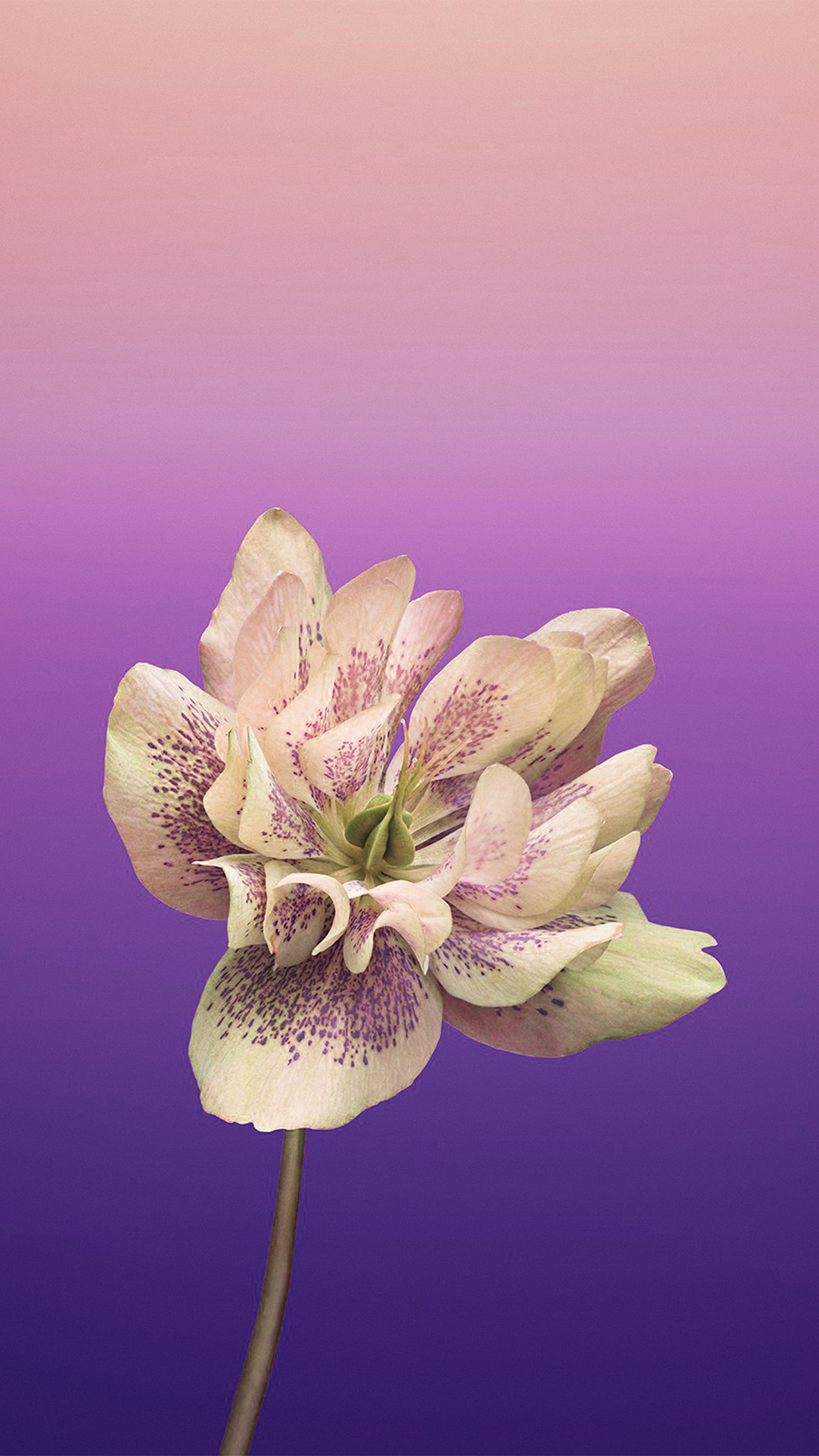 Ios11 Apple Iphone8 Art