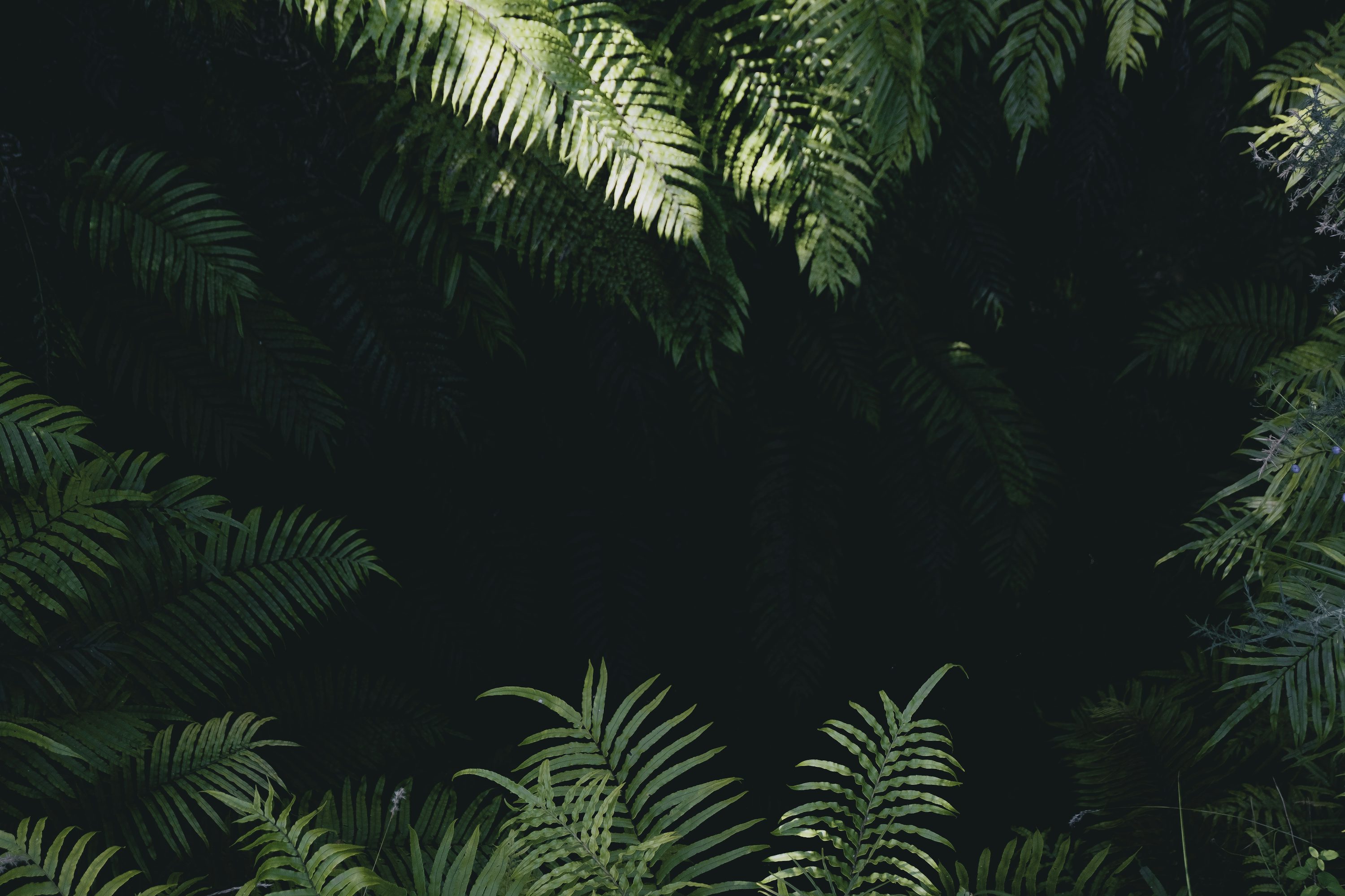 Jungle Background Image: Download