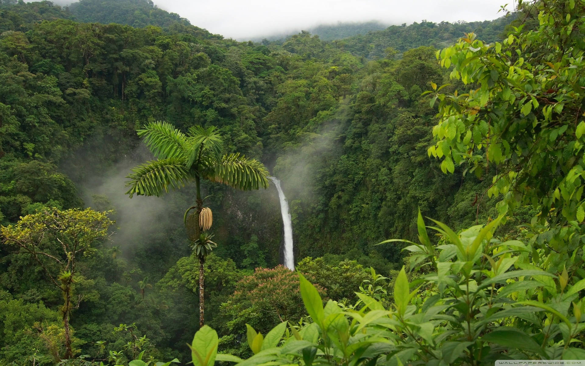 Rainforest Wallpaper