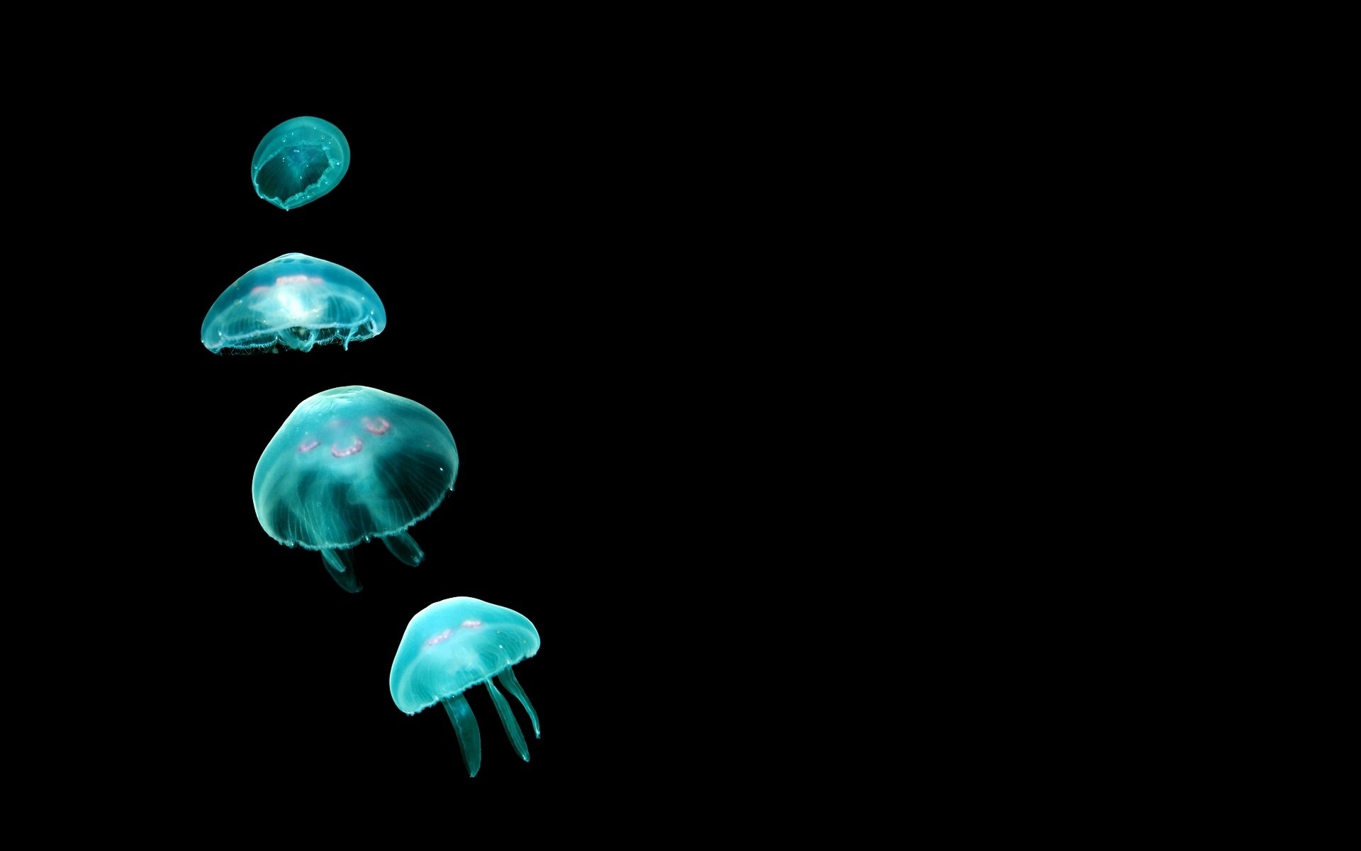 Download Animal Jellyfish HD Wallpaper
