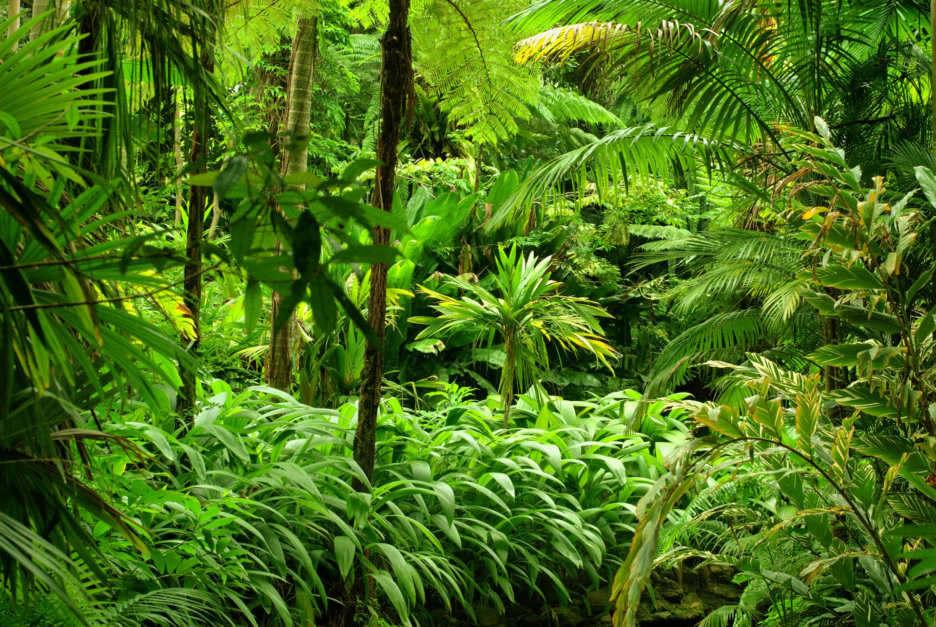 Greenery Rainforest Jungle Tree
