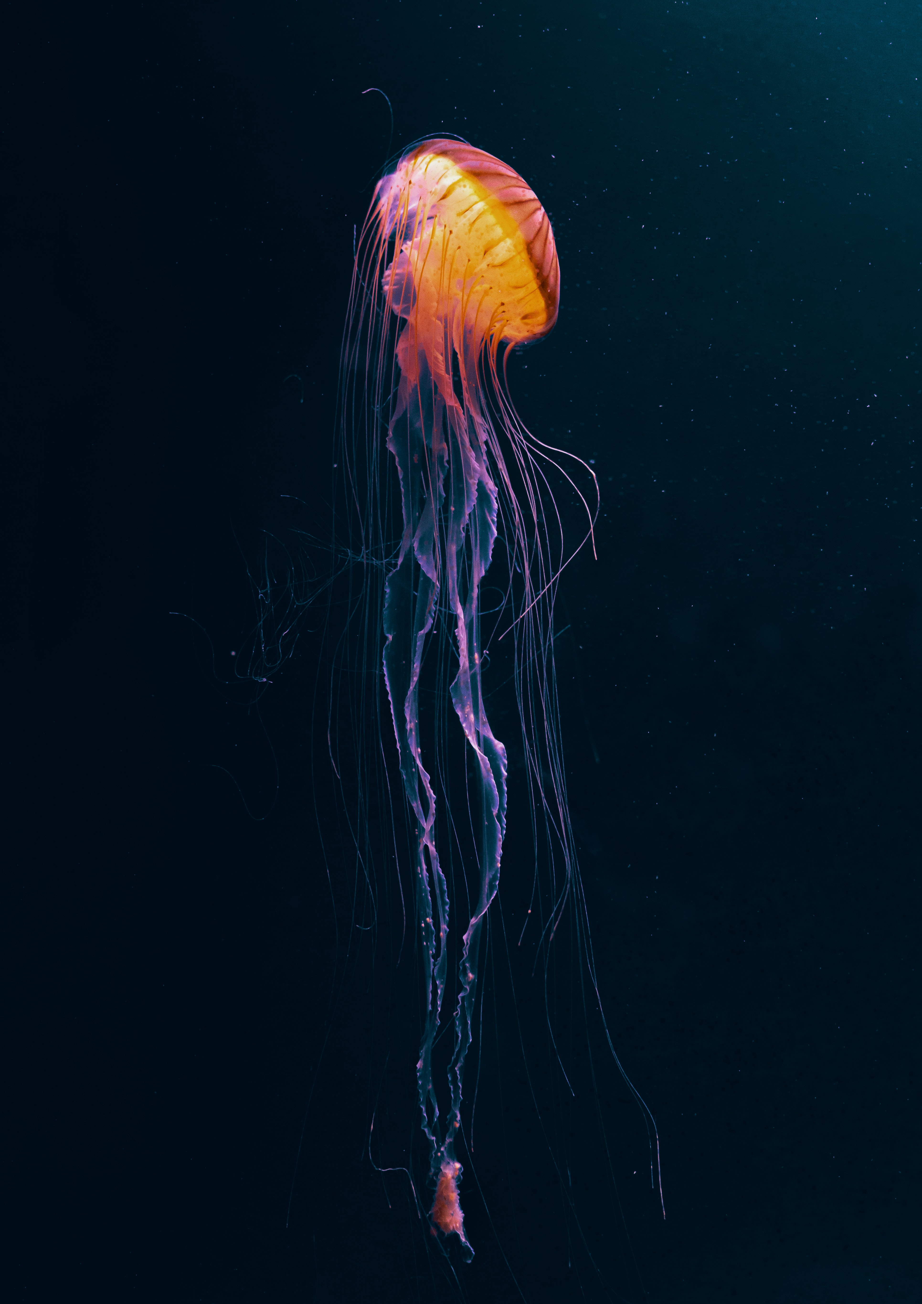 Download Jellyfish wallpaper
