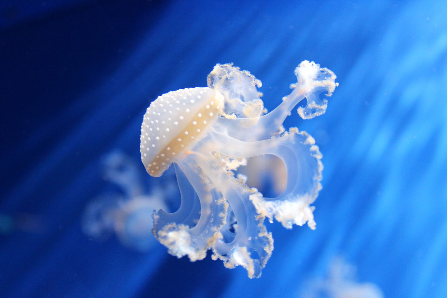 Extraordinary Jellyfish Species