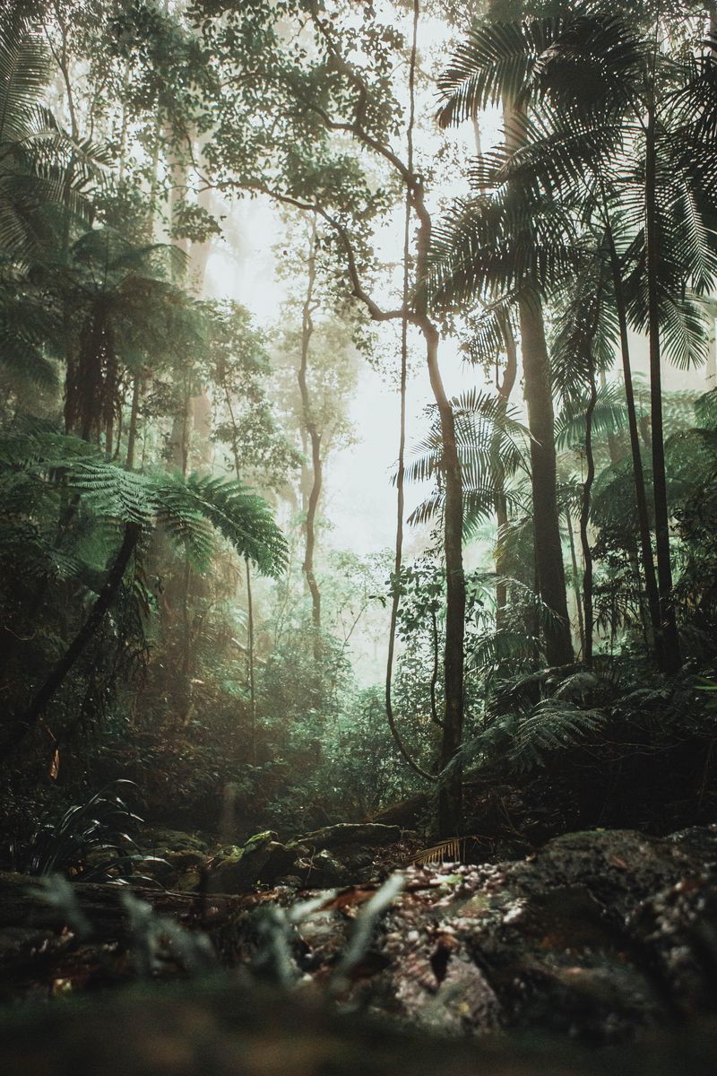 Download wallpaper 800x1200 jungle