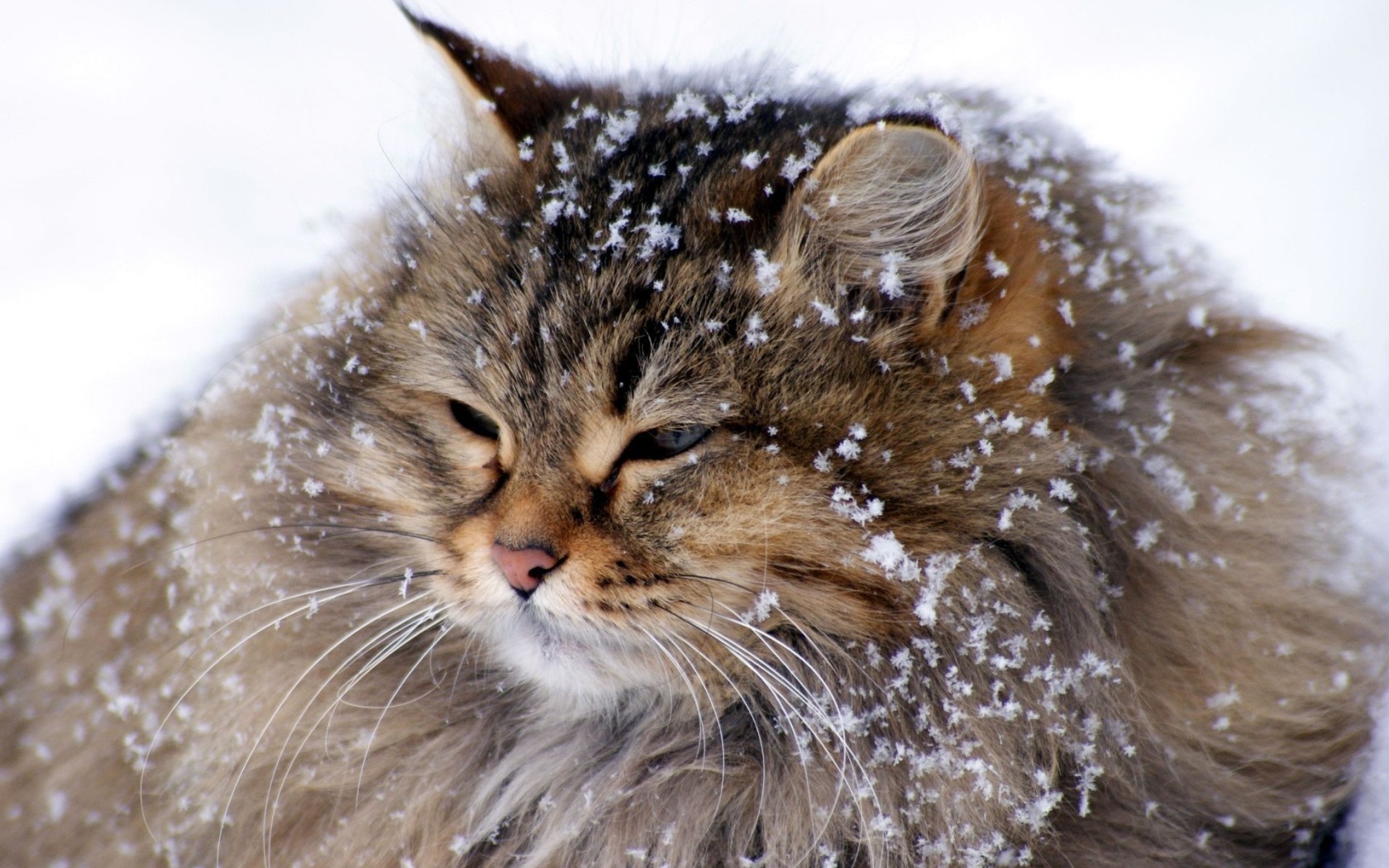 Fluffy Cat in the Snow / Good
