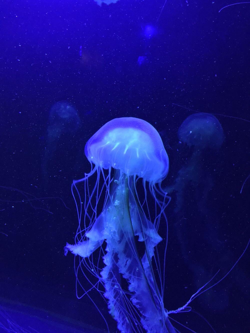 Random pretty Jellyfish picture ‼️‼️