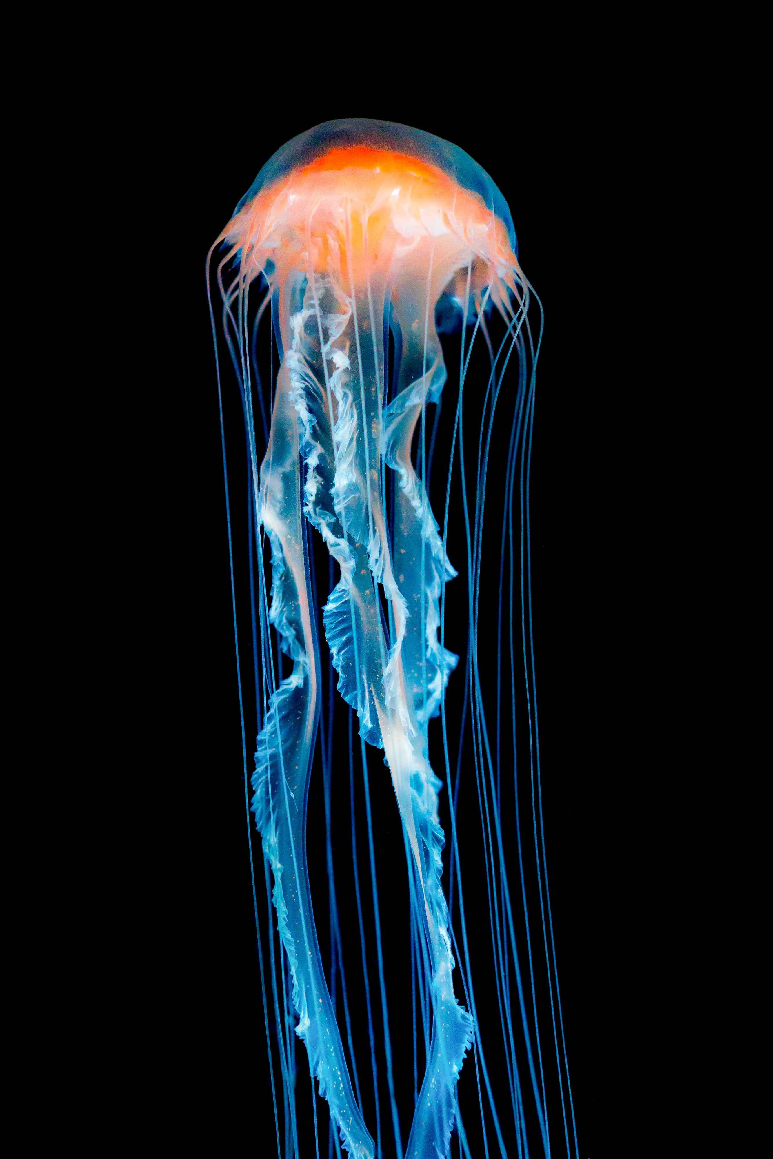 Download Jellyfish wallpaper