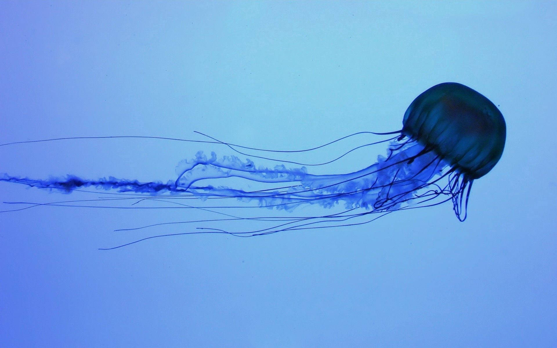 Download free Dark Blue Jellyfish