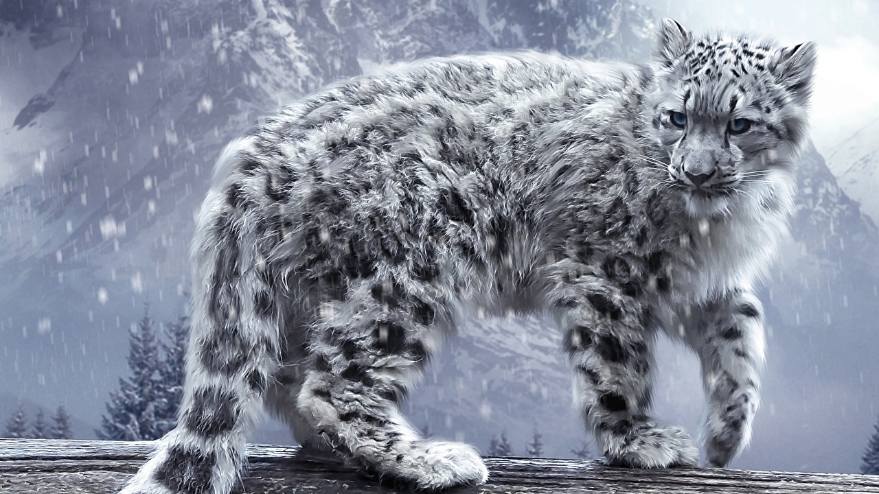 Desktop Wallpaper Big cats Snow