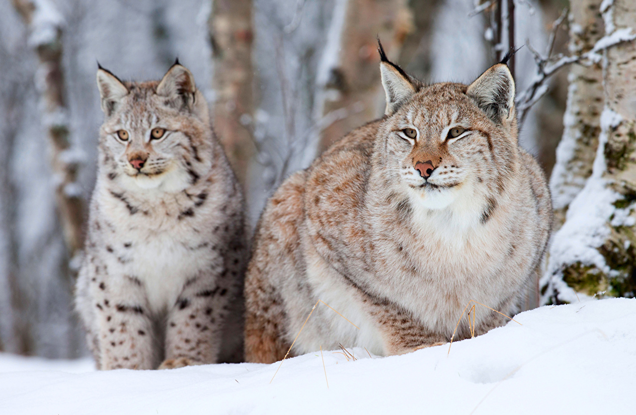 Photo Lynx Big cats Snow Animals