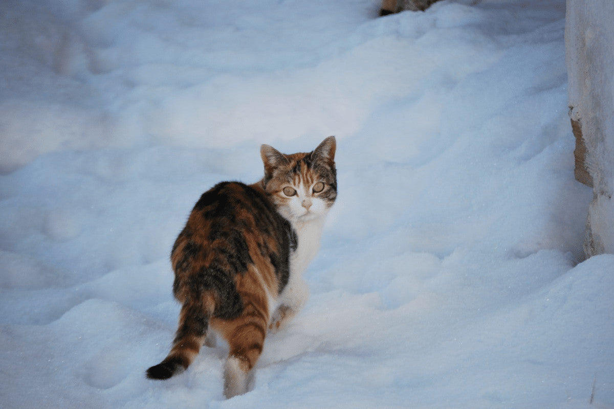 cats-in-the-snow-wallpapers-wallpaper-cave